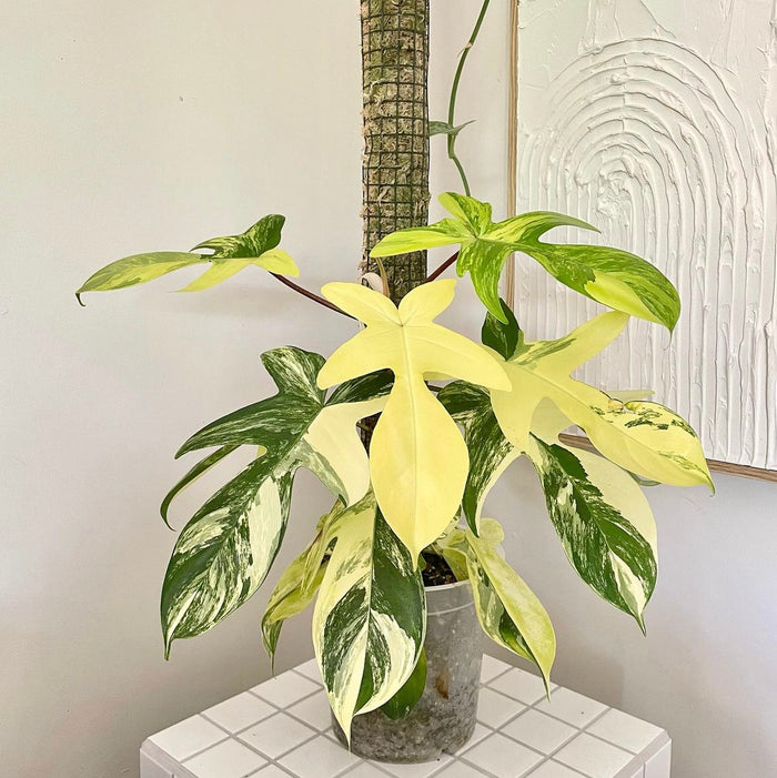 philodendron for sale nz Philodendron Heartleaf Rio – The Rare Plantation Nz