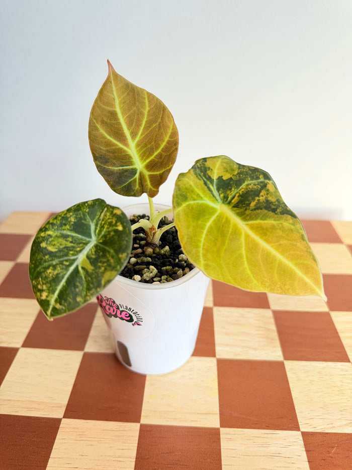 Alocasia