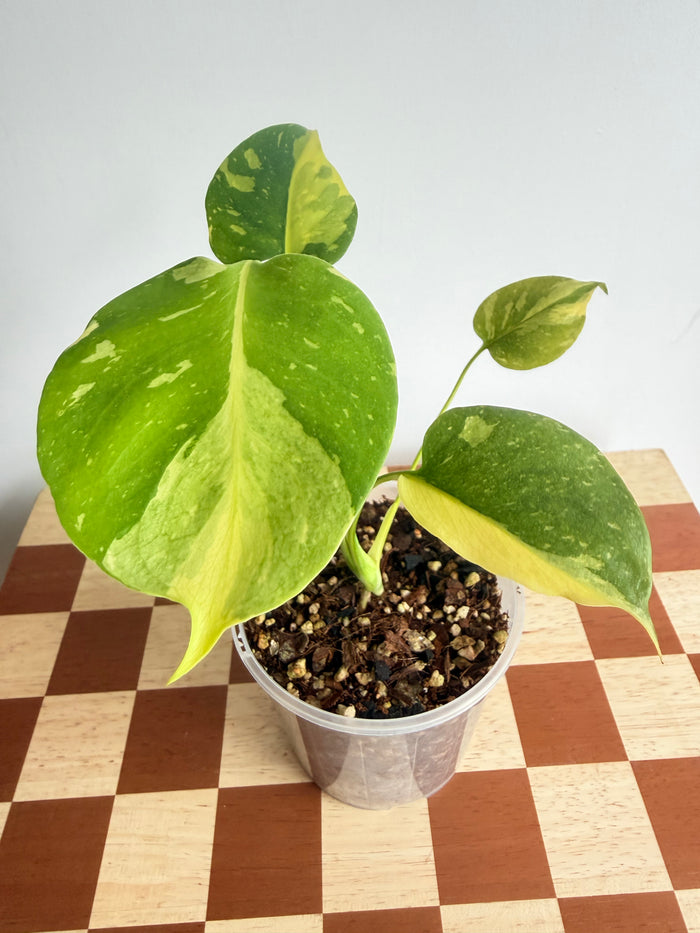 philodendron gloriosum nz Philodendron Gloriosum White Vein – The Rare Plantation Nz