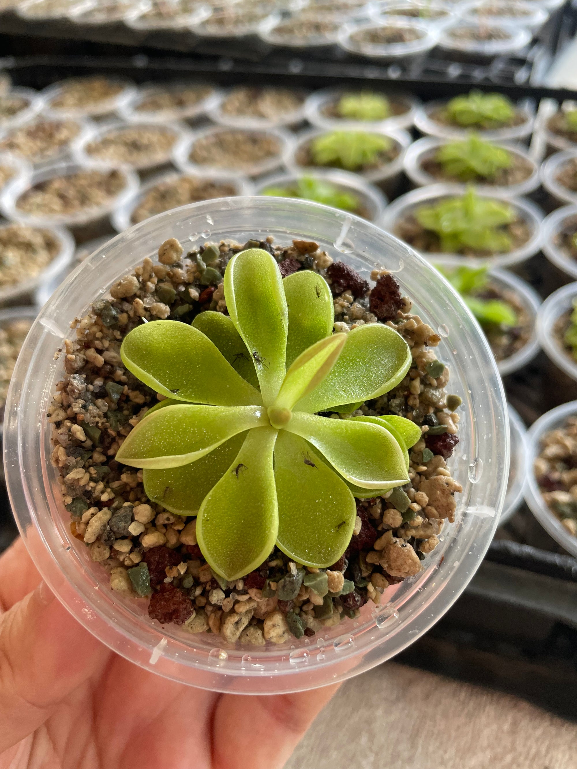 Pinguicula Weser x Emarginata (Carnivorous Plant)