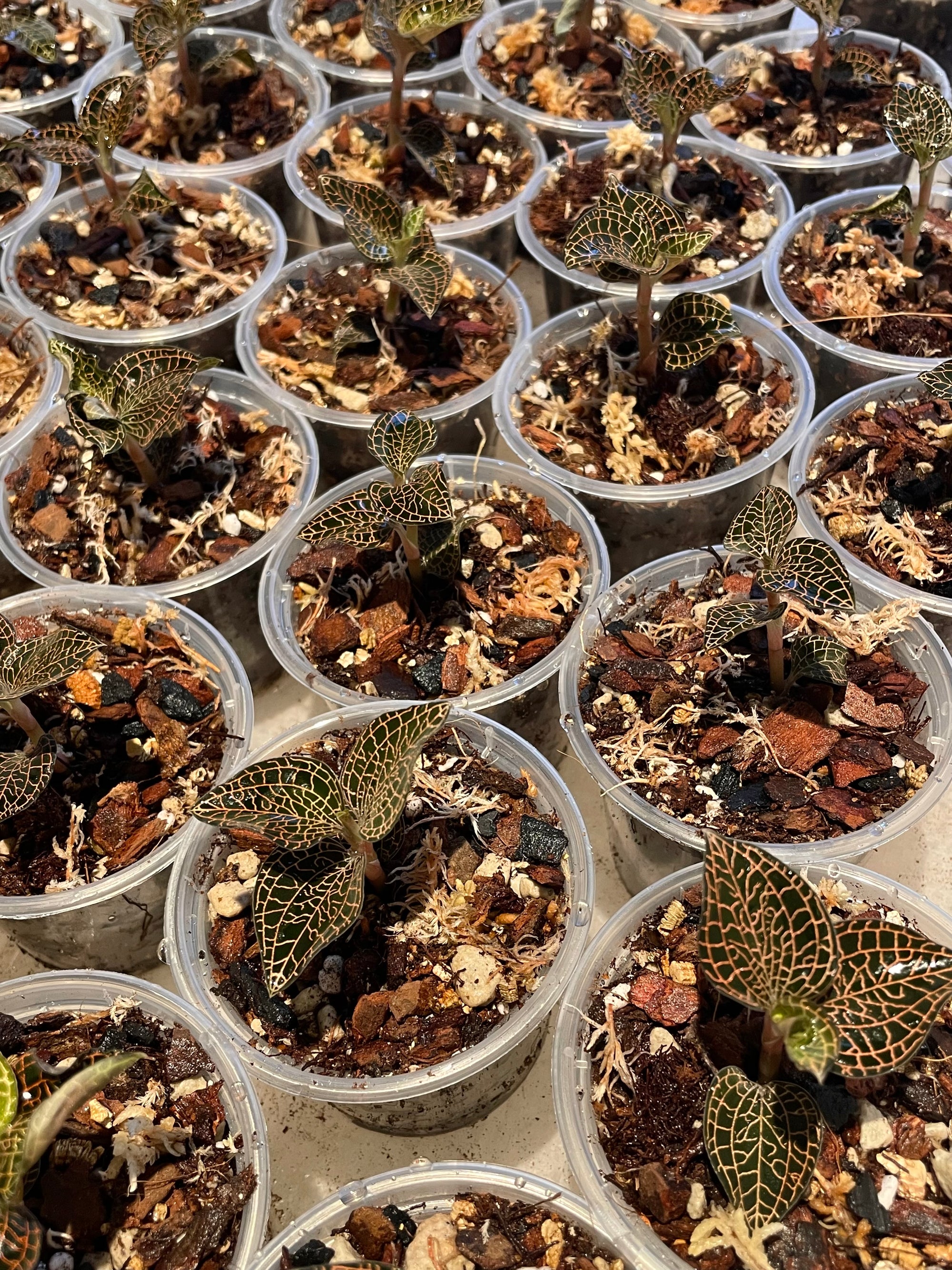 NZ Jewel Orchid Mix