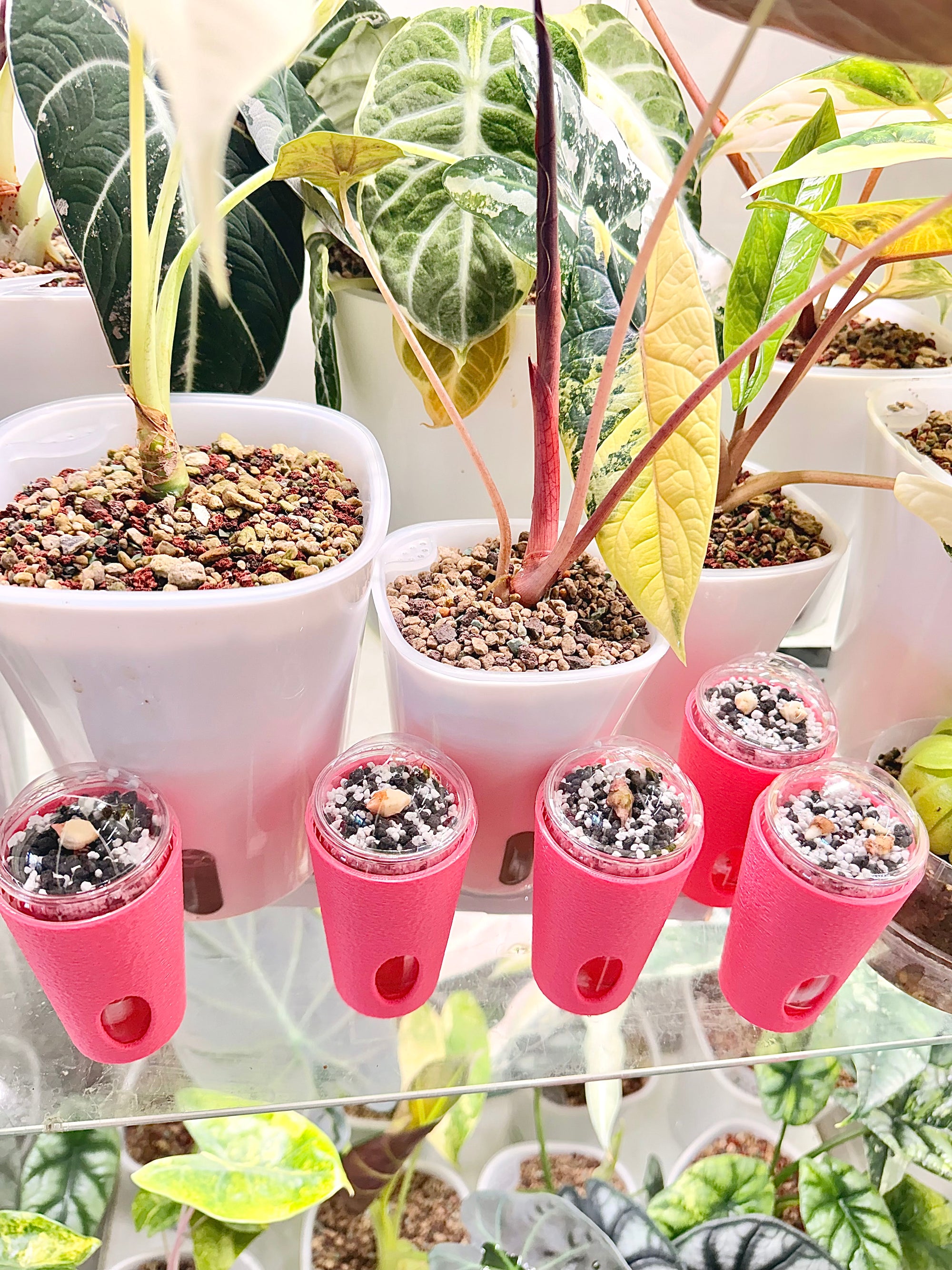 Vista Anti Algae Pup Cup Sleeves