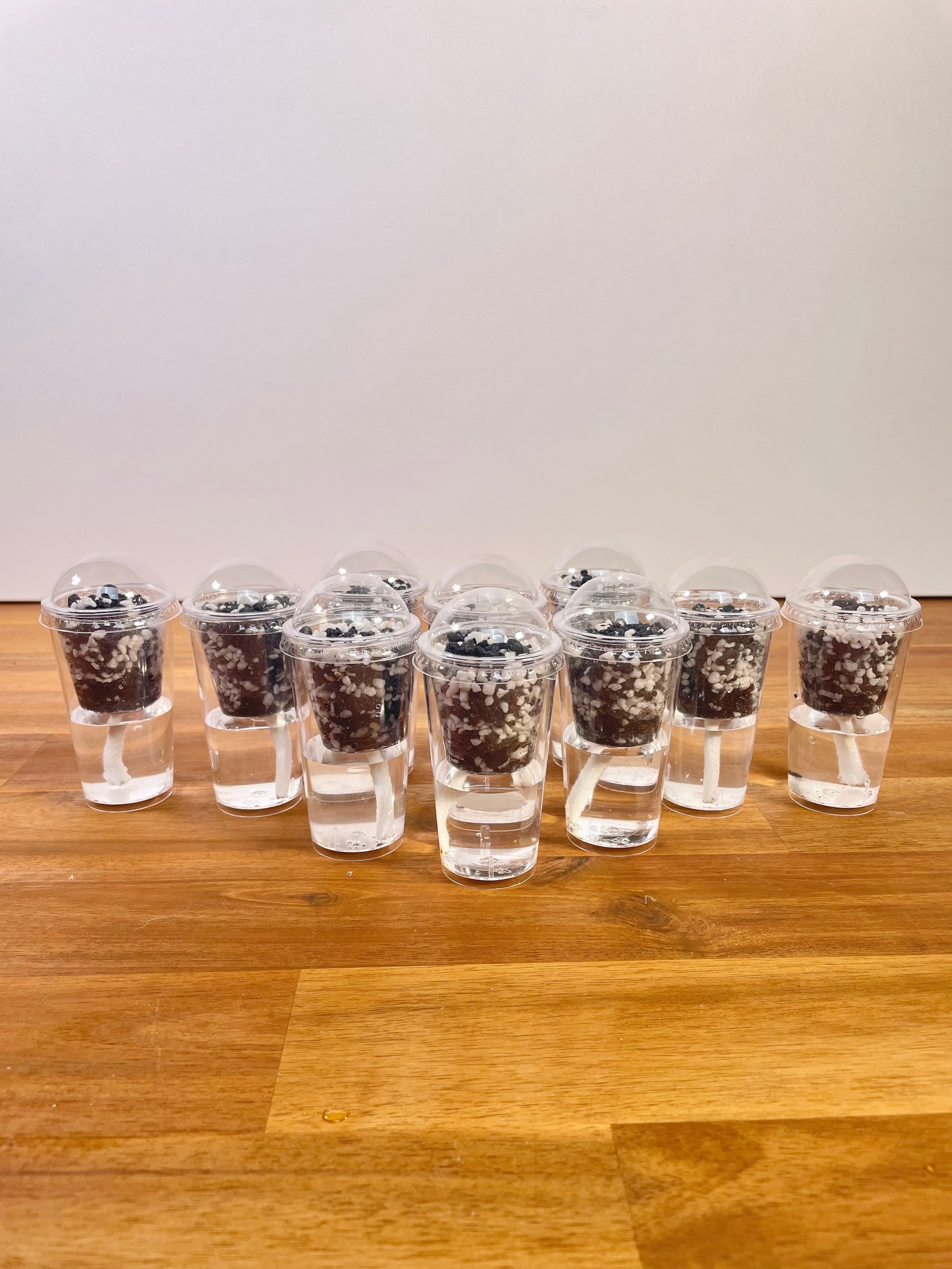 Alocasia Corm/Pup Cup Propagation Kit