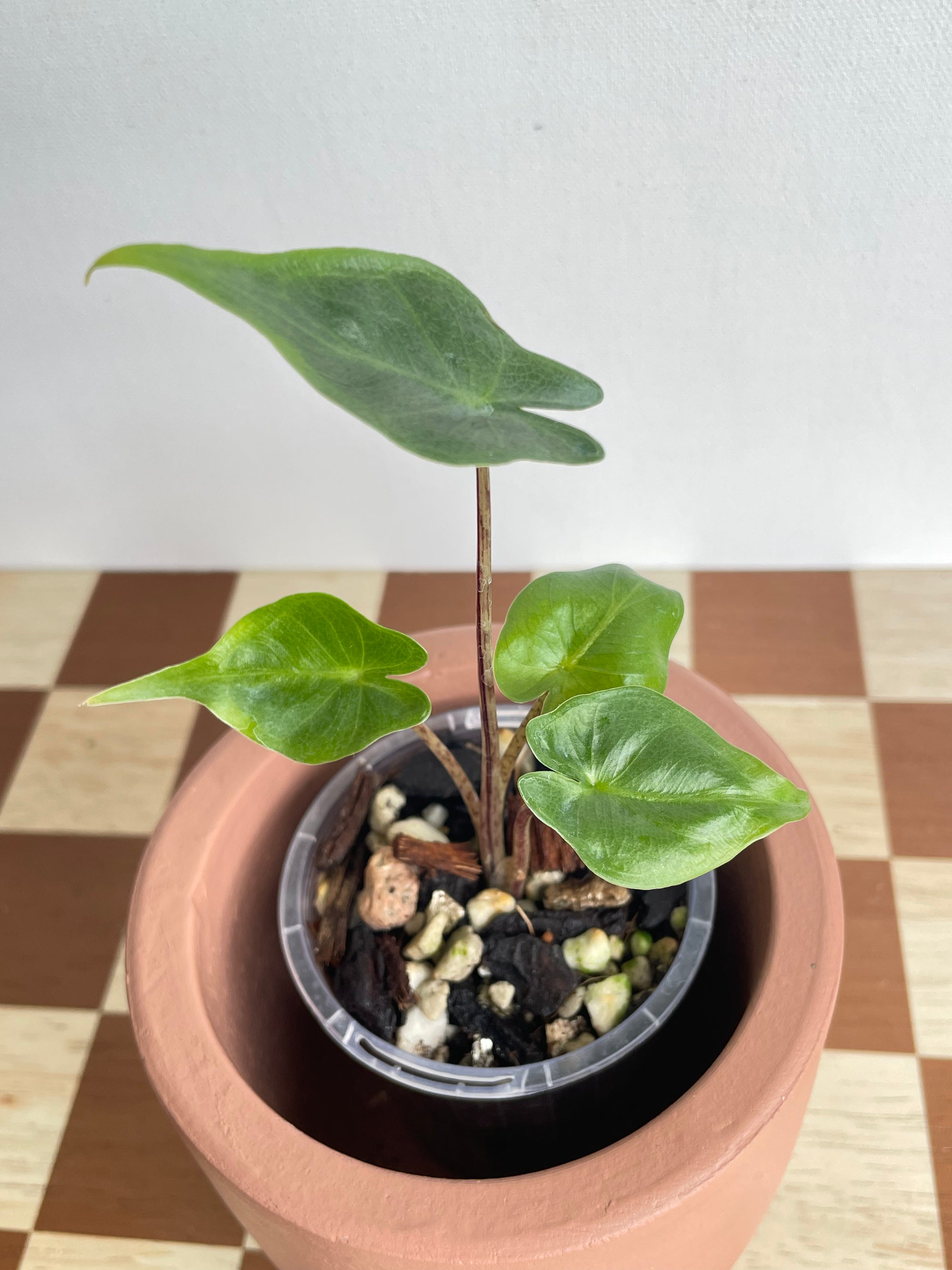 Alocasia Stingray