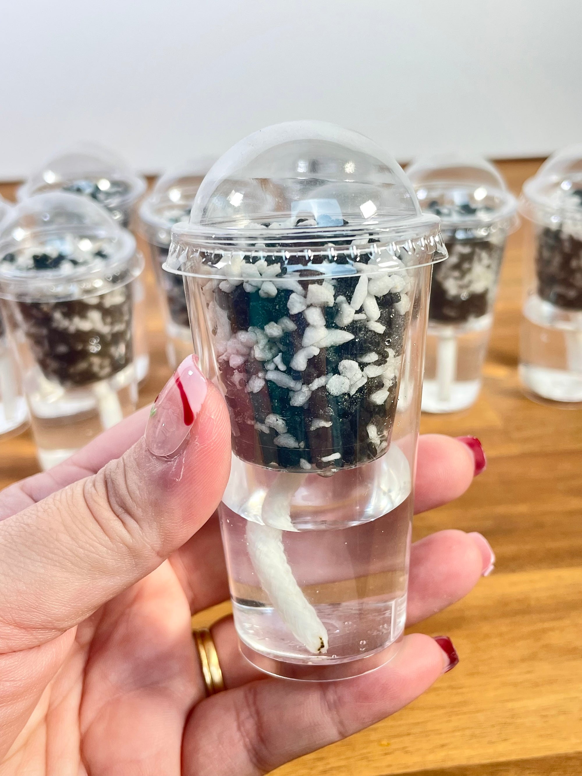 Alocasia Corm/Pup Cup Propagation Kit