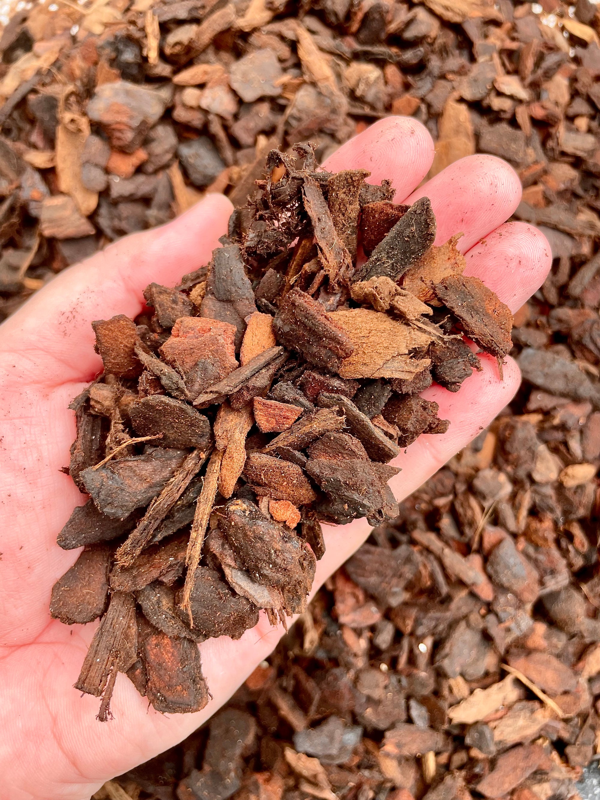 NZ Premium Soilless Chunky Aroid Mix