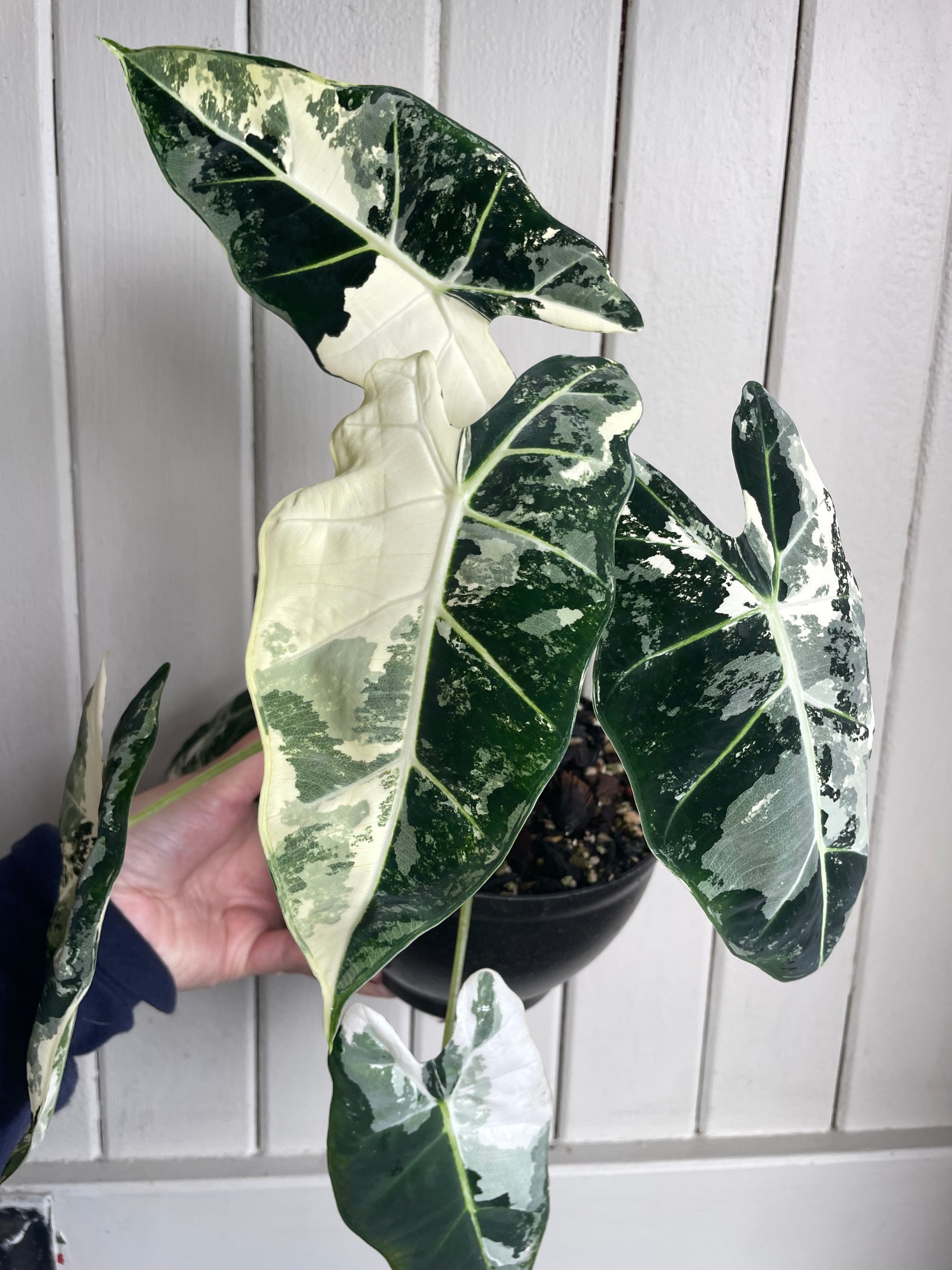 Alocasia Frydek Variegated
