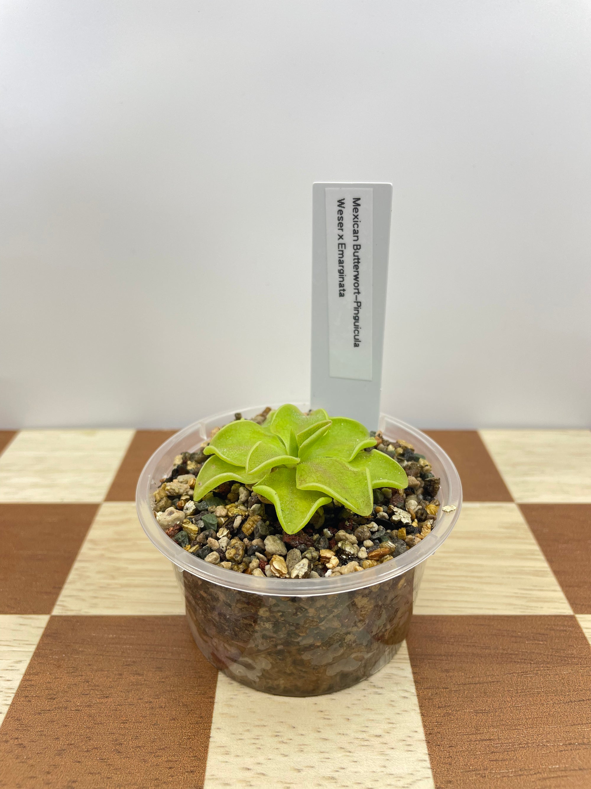 Pinguicula Weser x Emarginata (Carnivorous Plant)