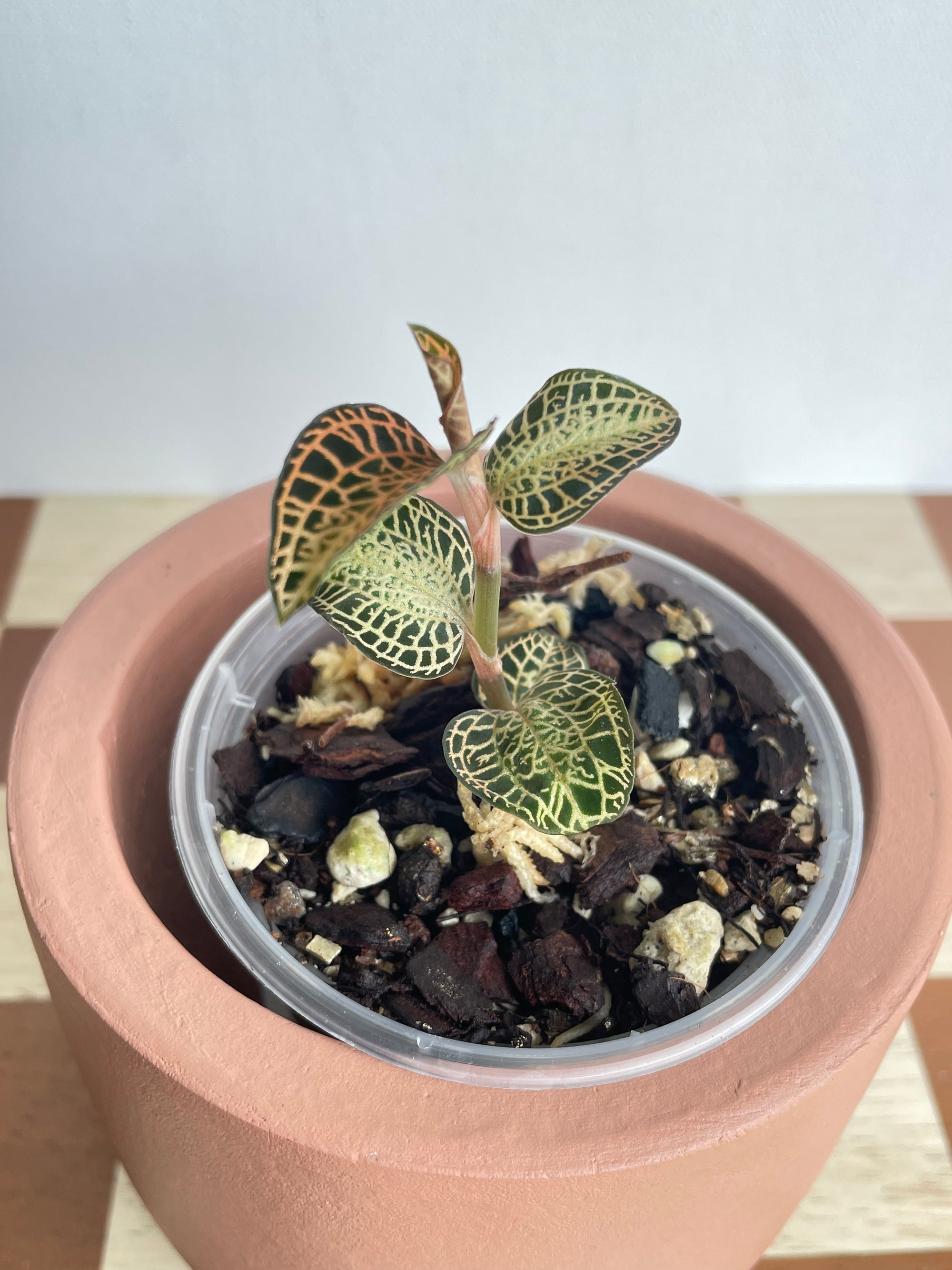 Anoectochilus Roxburghii ‘Emerald Gold’