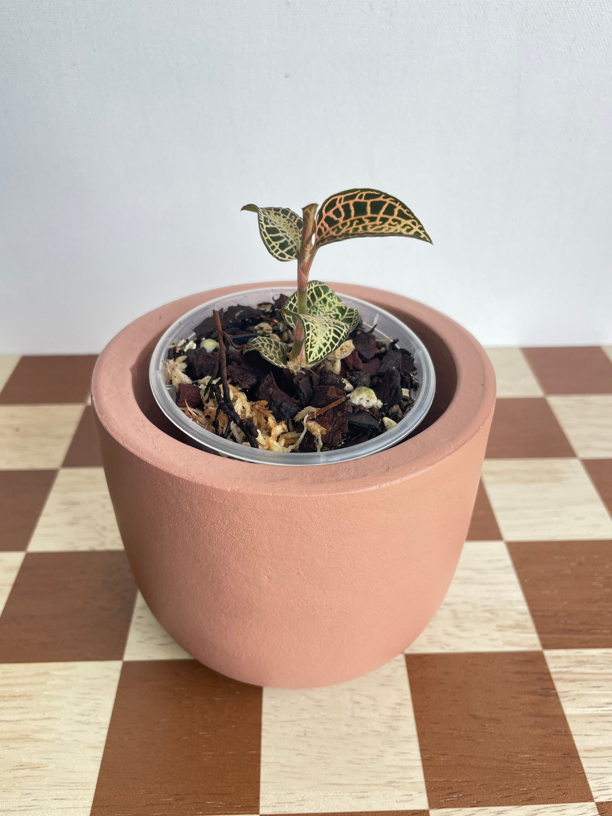Anoectochilus Roxburghii ‘Emerald Gold’