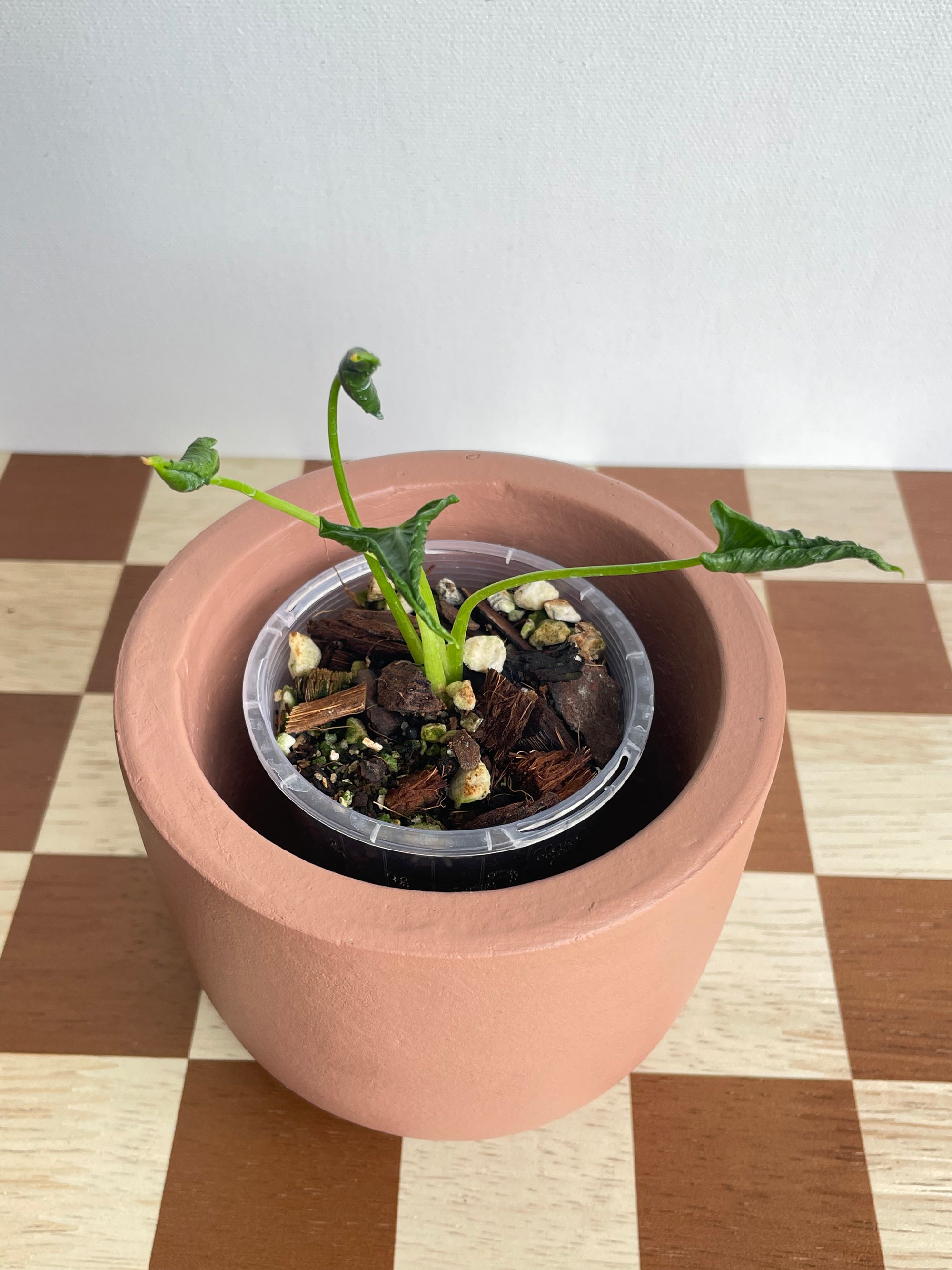 Alocasia Shock Treatment