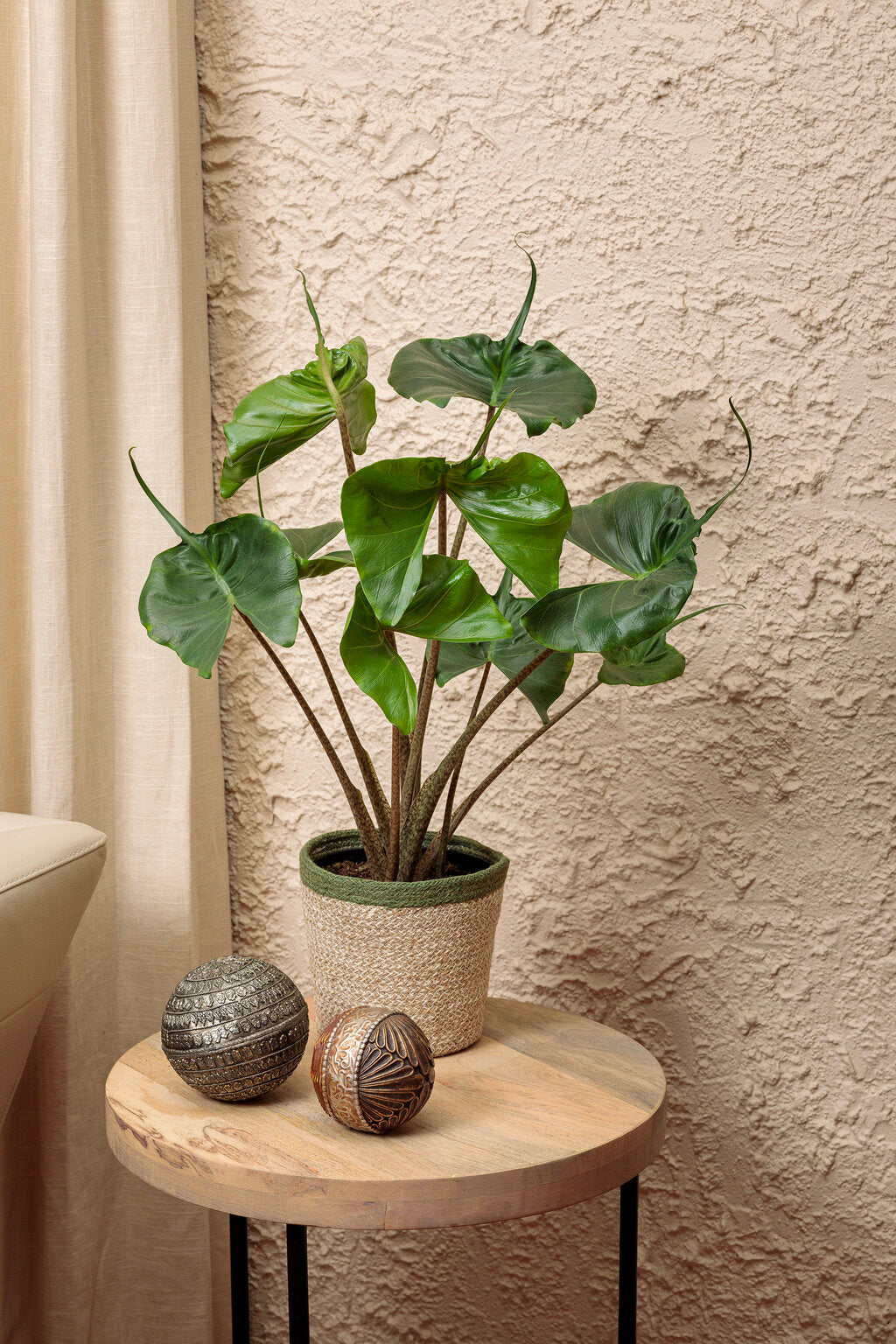Alocasia Stingray