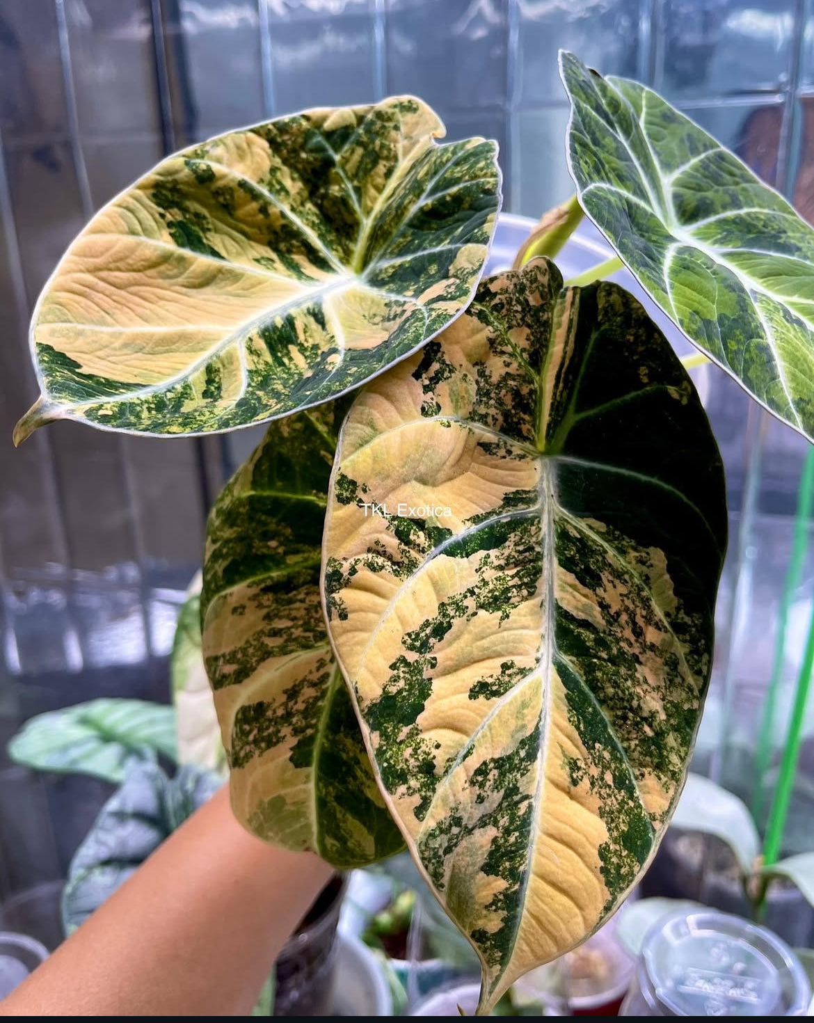Alocasia Black Velvet Gold/Aurea Variegated- Plant A
