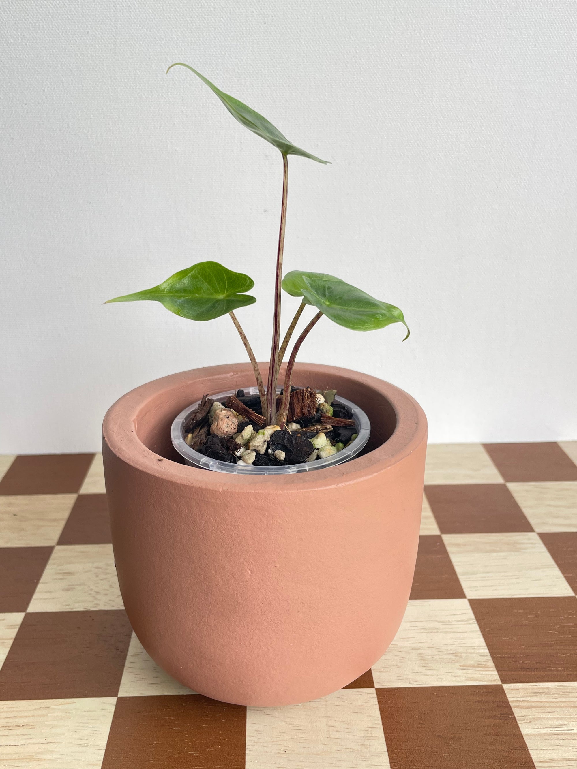 Alocasia Stingray