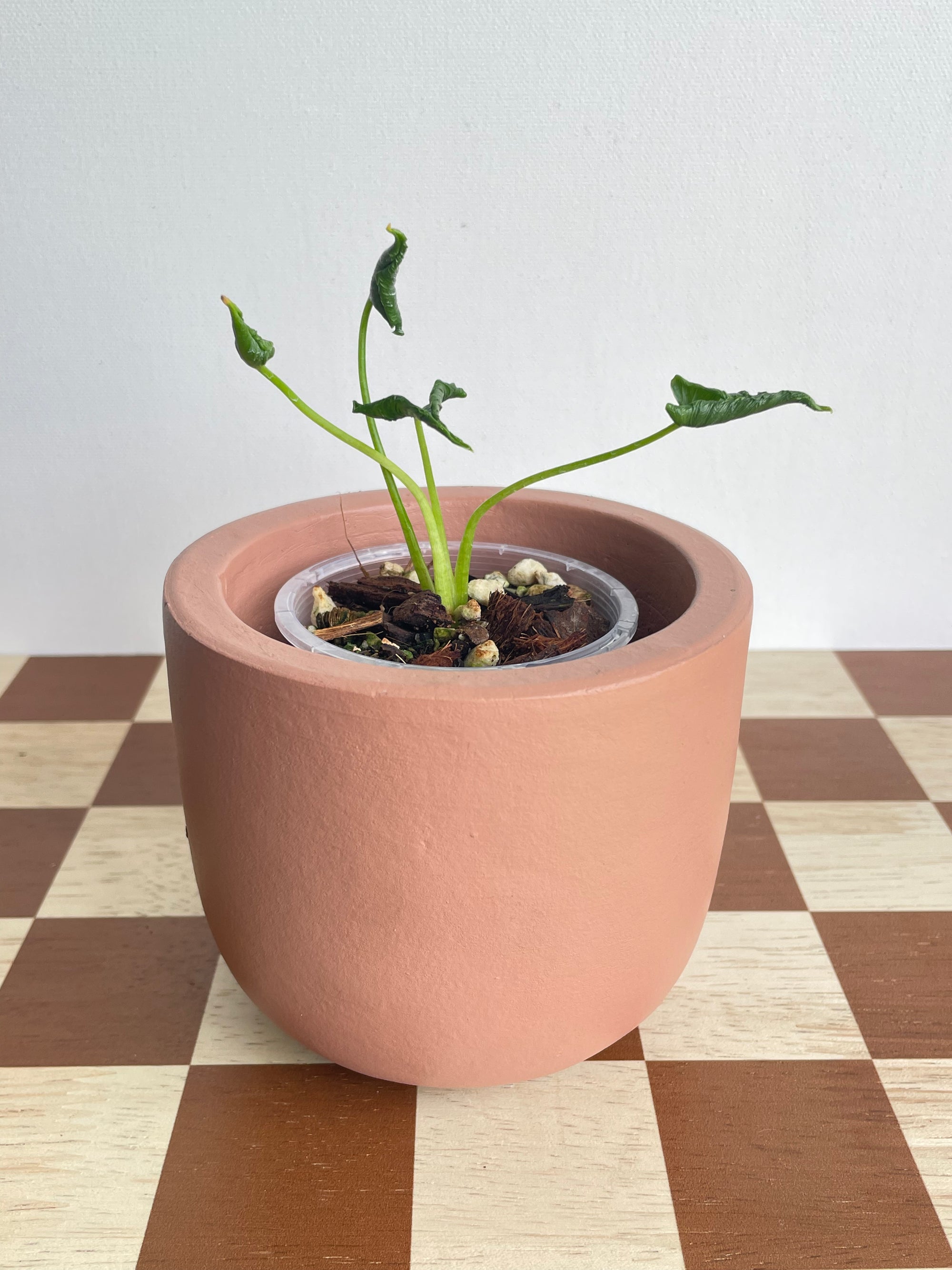 Alocasia Shock Treatment