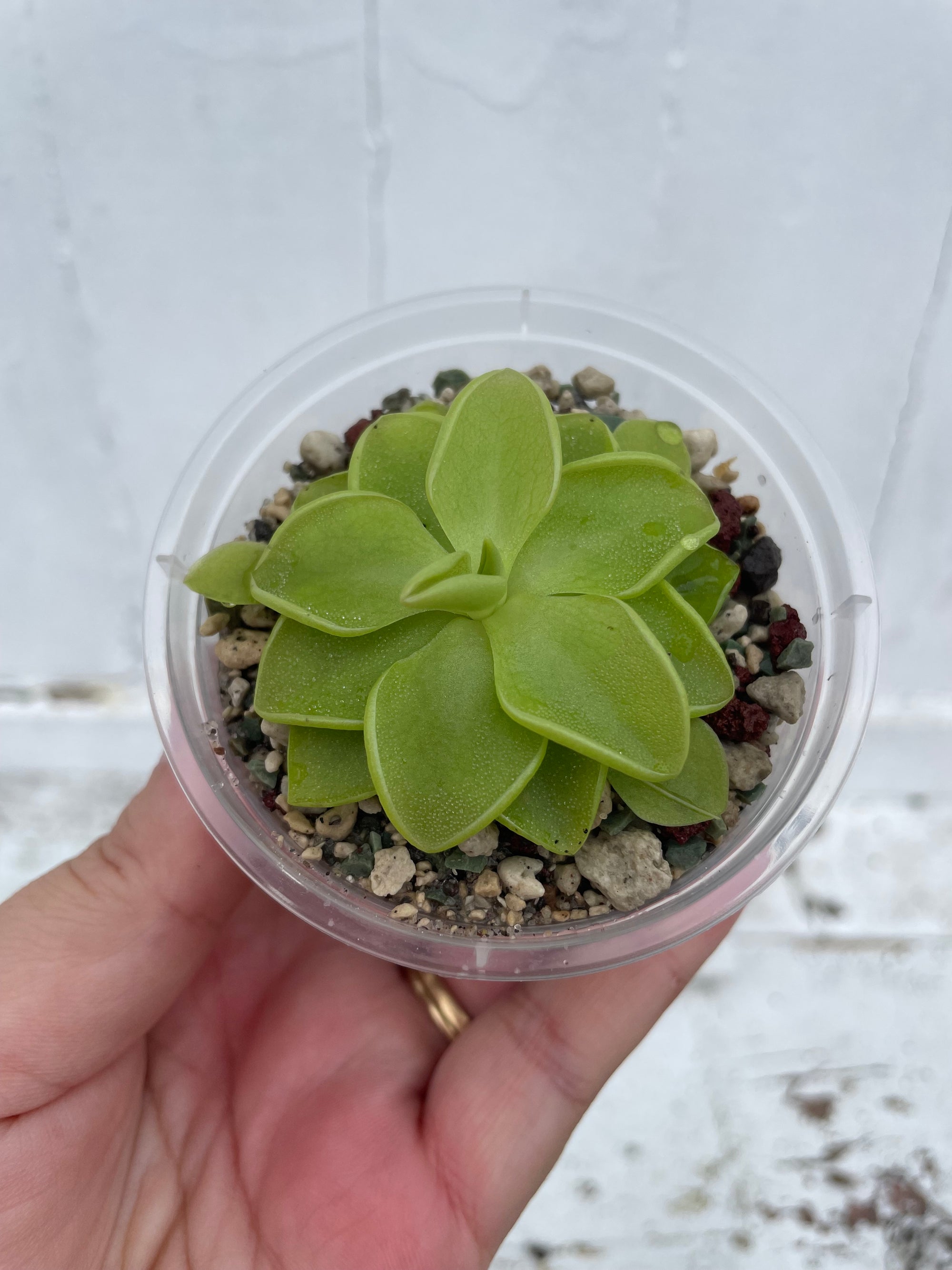 Pinguicula Weser x Emarginata (Carnivorous Plant)