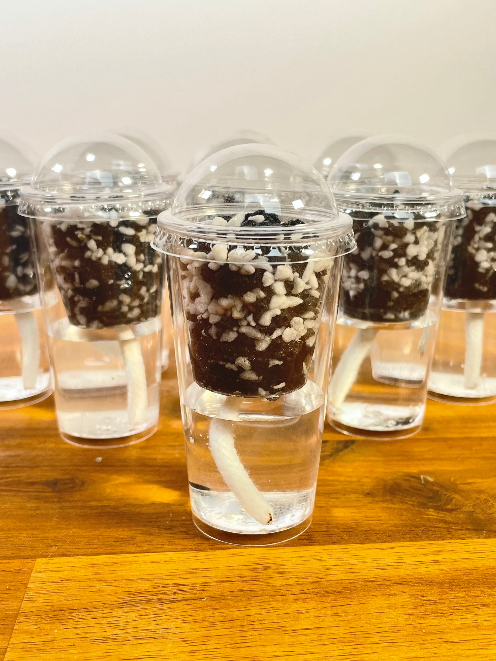 Alocasia Corm/Pup Cup Propagation Kit