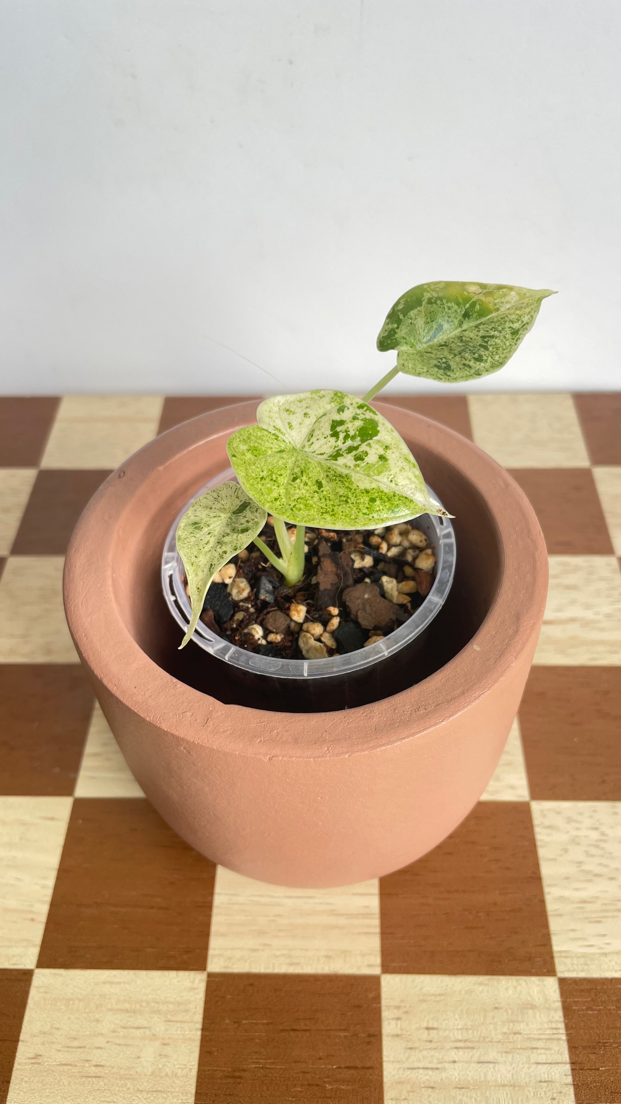 Alocasia Dragonscale Mint