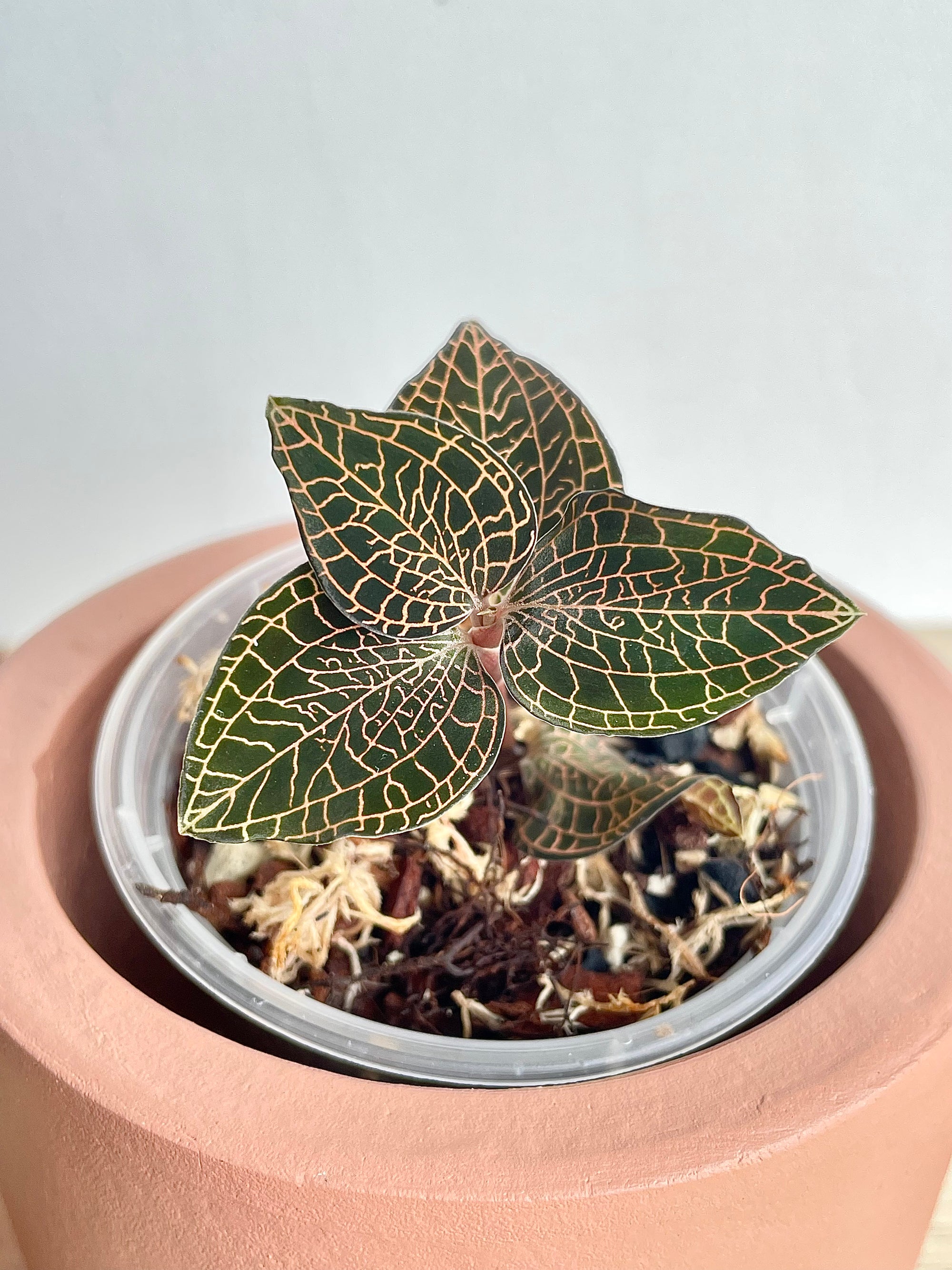Anoectochilus Roxburghii ‘Red Stem’