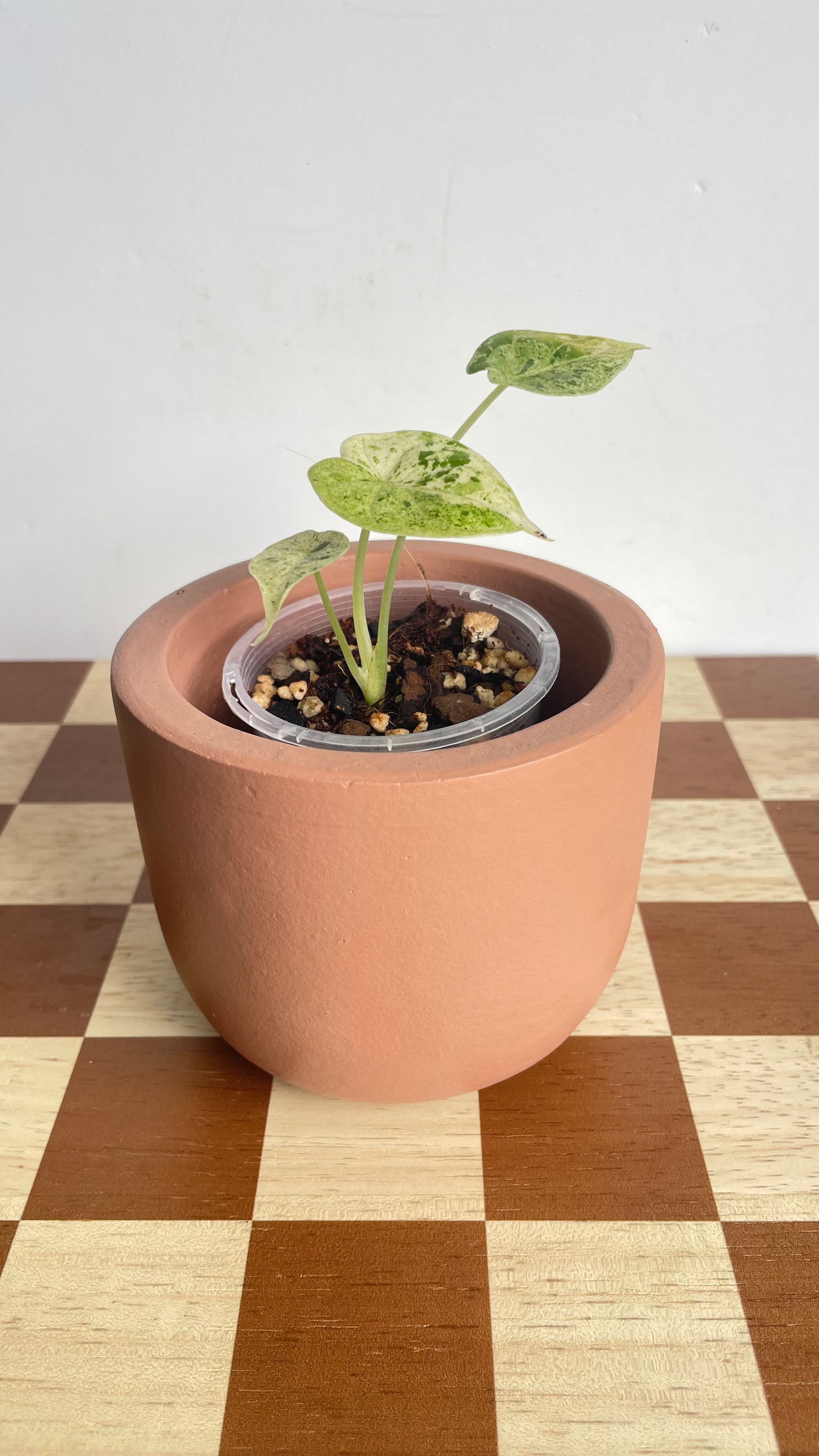 Alocasia Dragonscale Mint