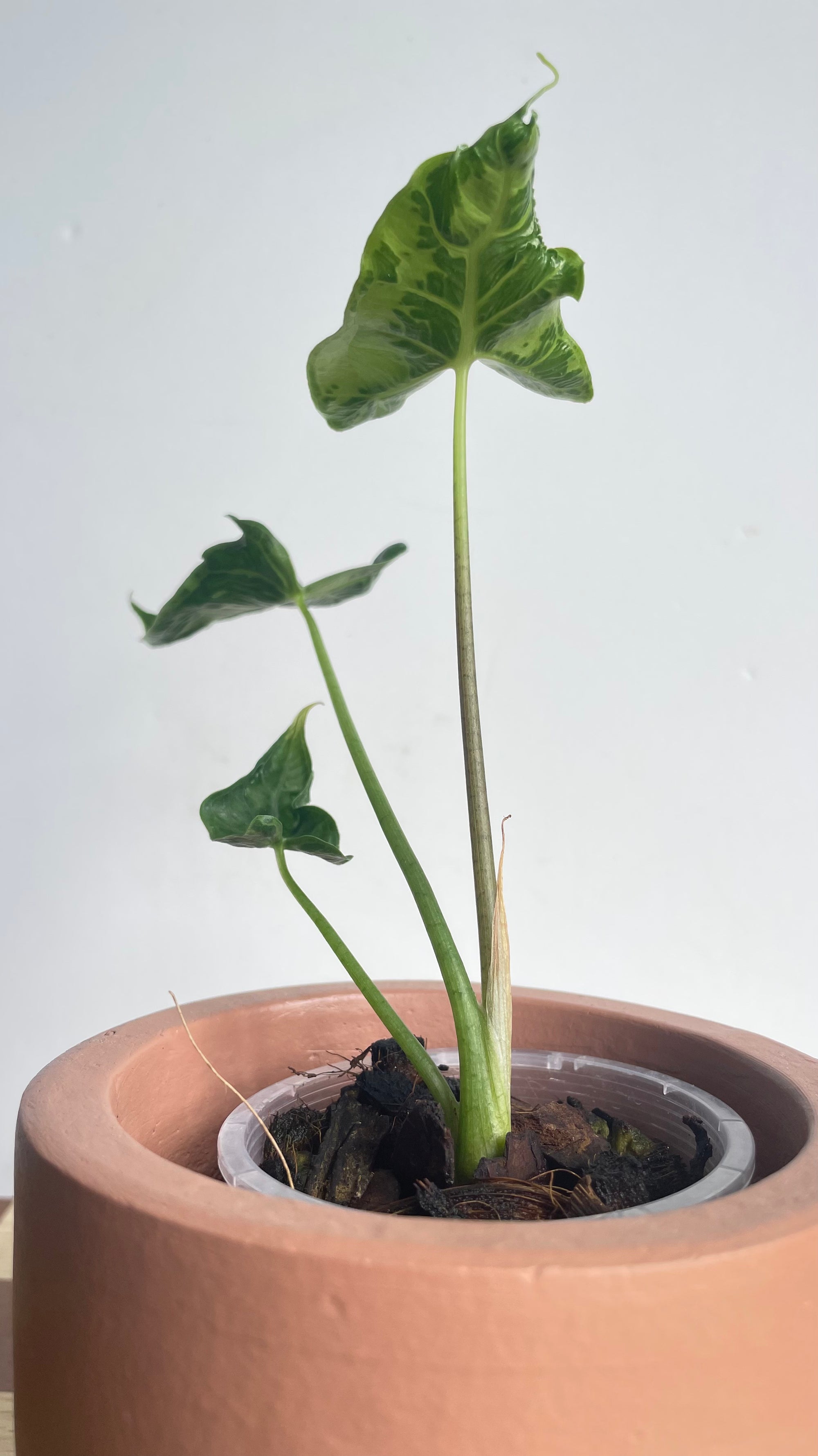 Alocasia Teletubbies