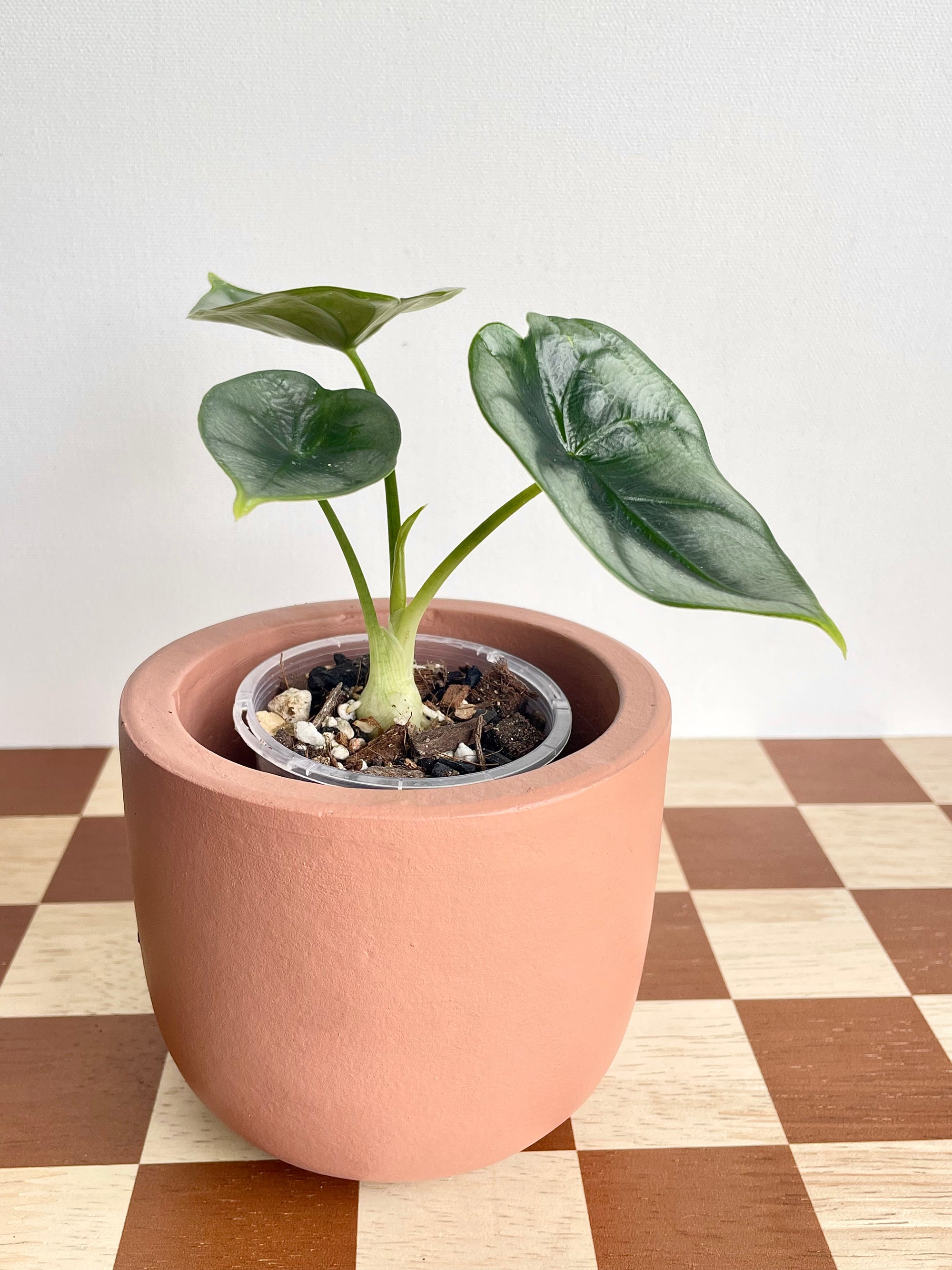 Alocasia Reversa
