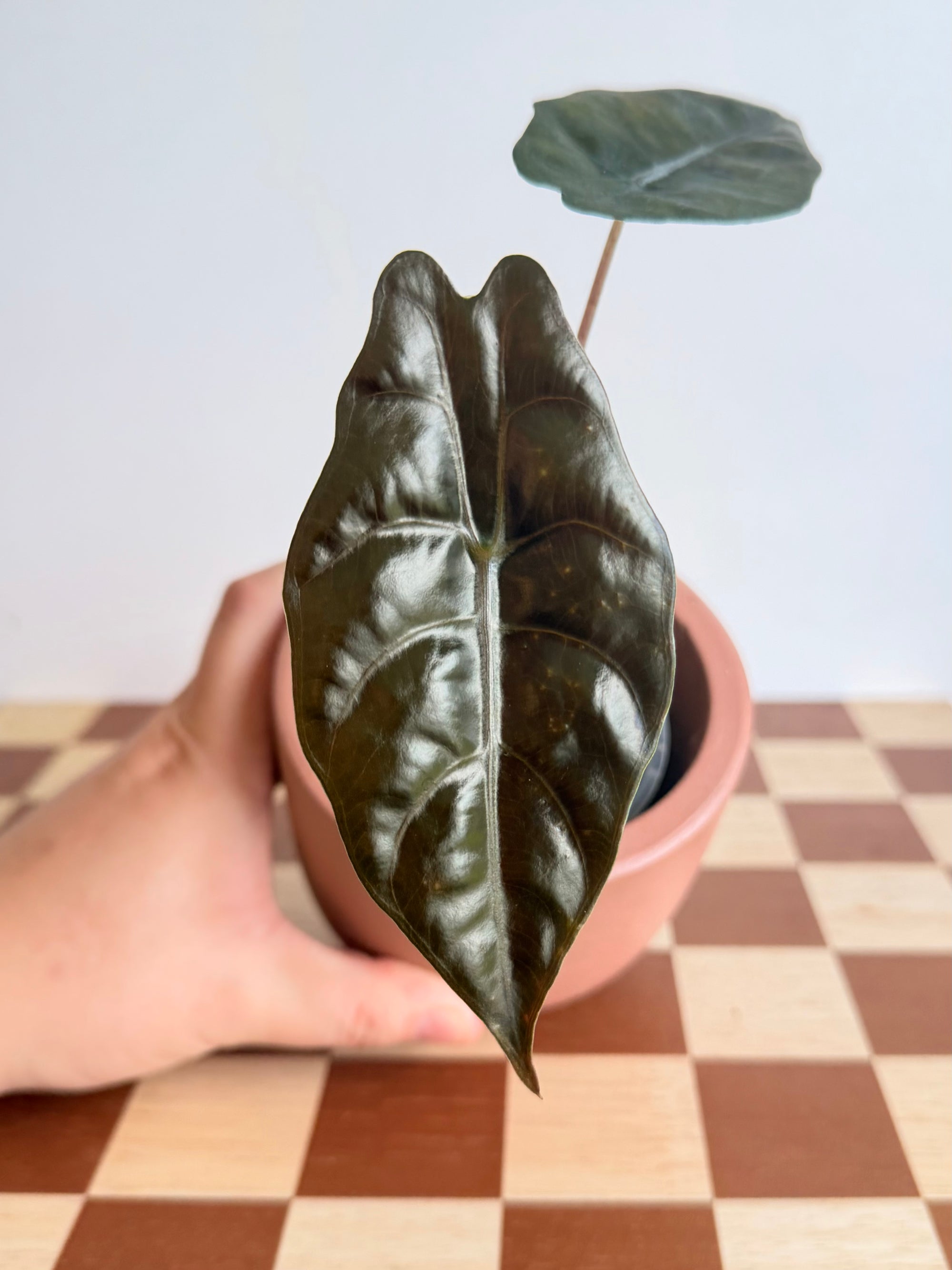 Alocasia Chantrieri