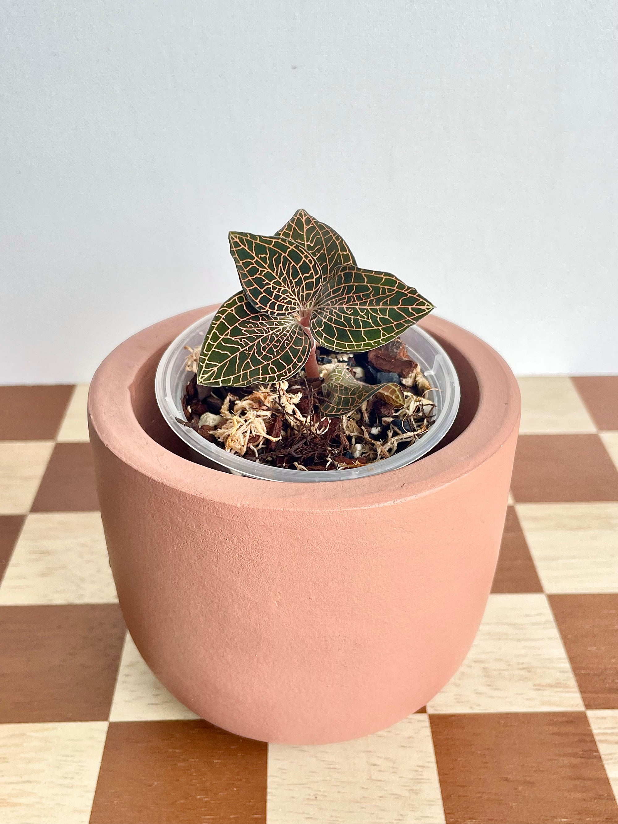 Anoectochilus Roxburghii ‘Red Stem’