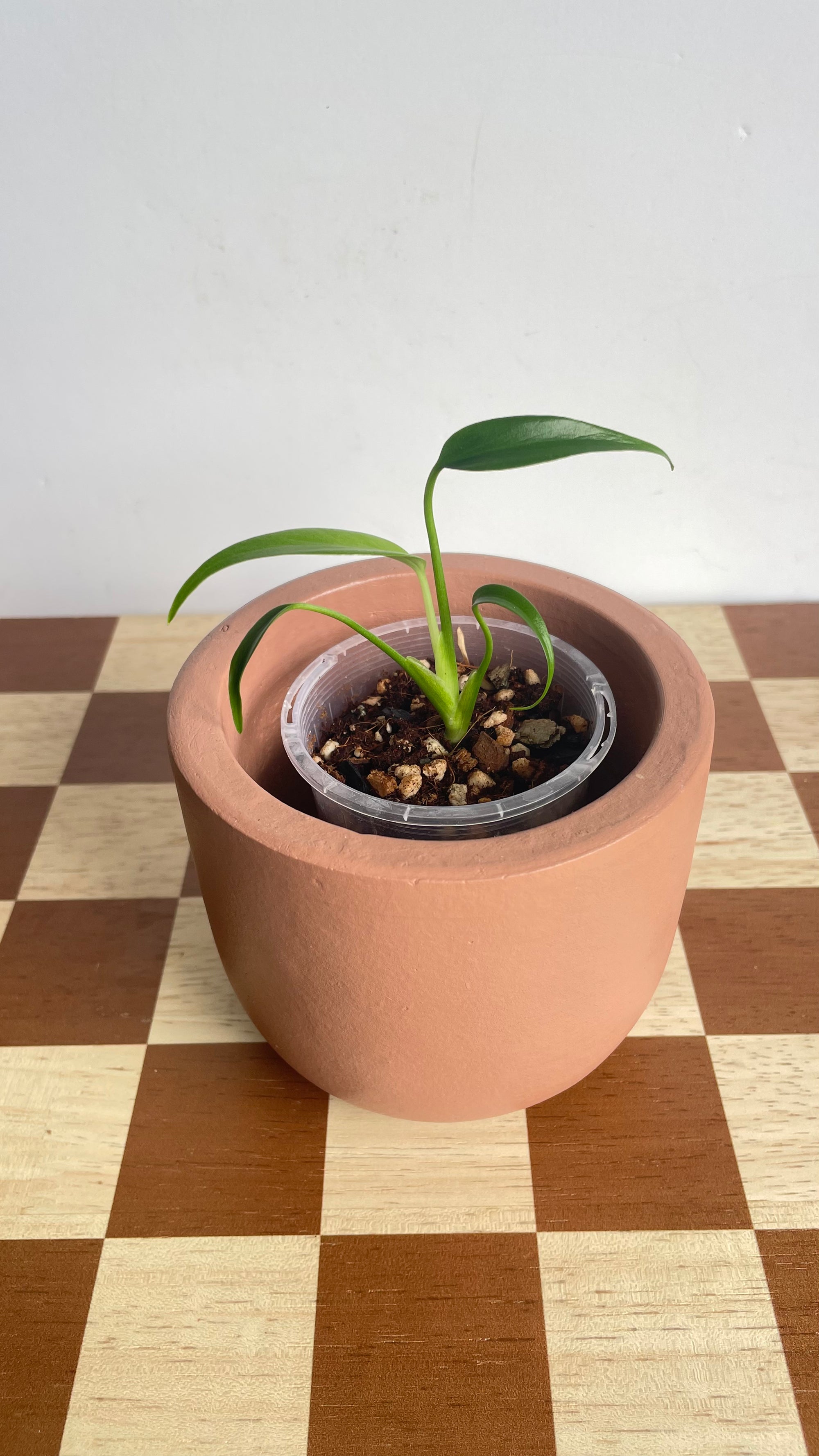 Monstera Burle Marx Flame