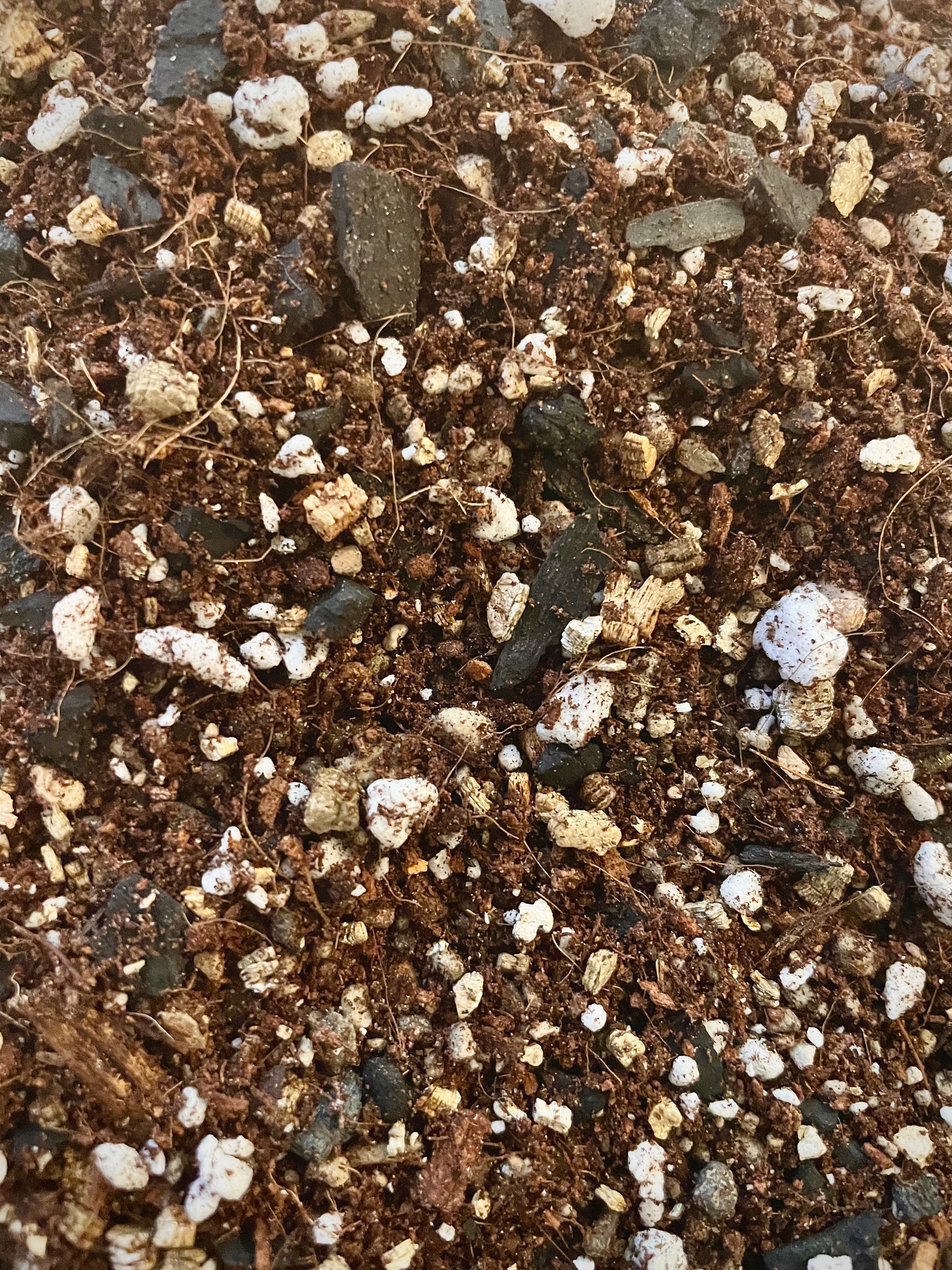NZ Begonia Mix