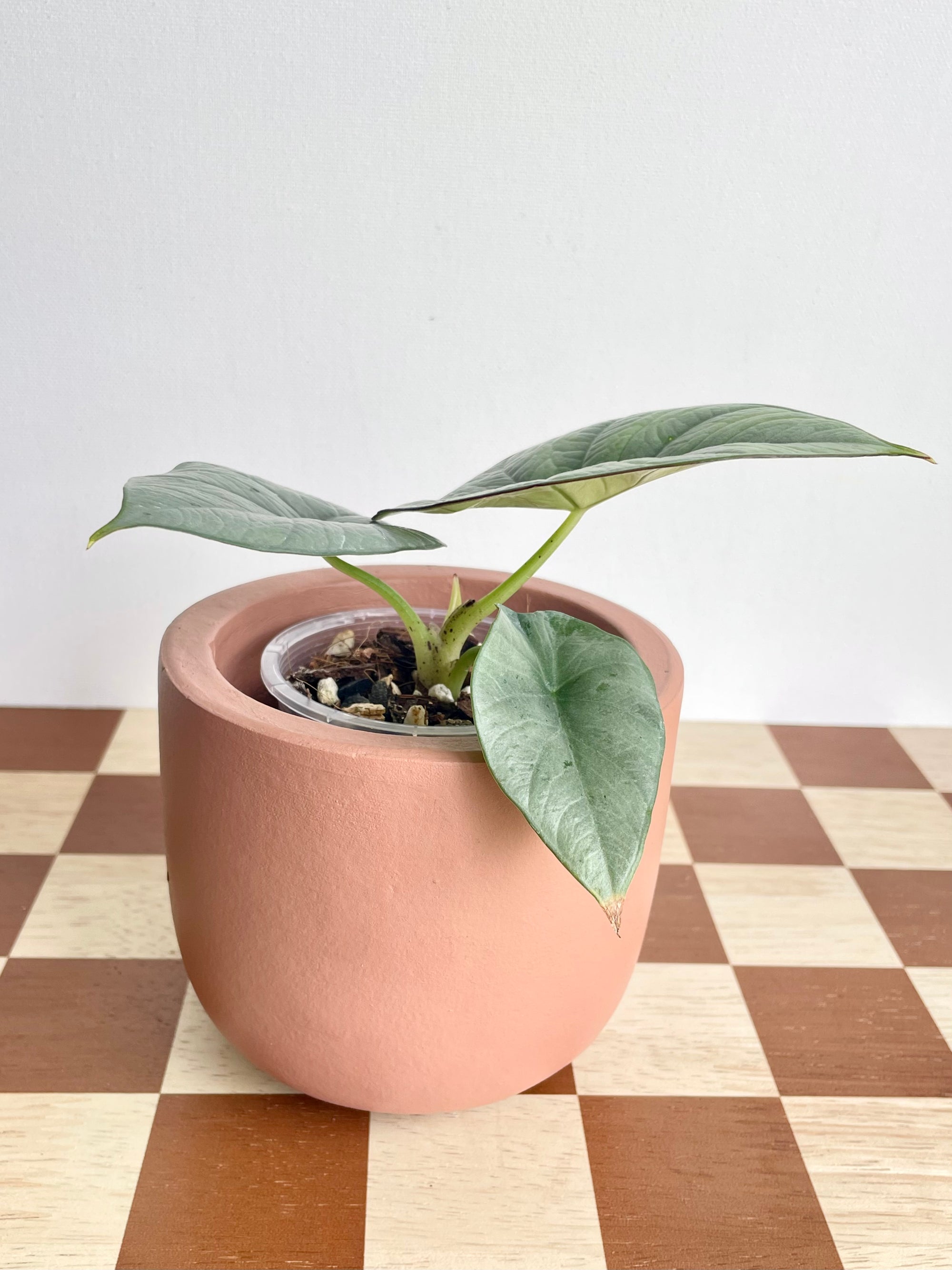 Alocasia Reginae