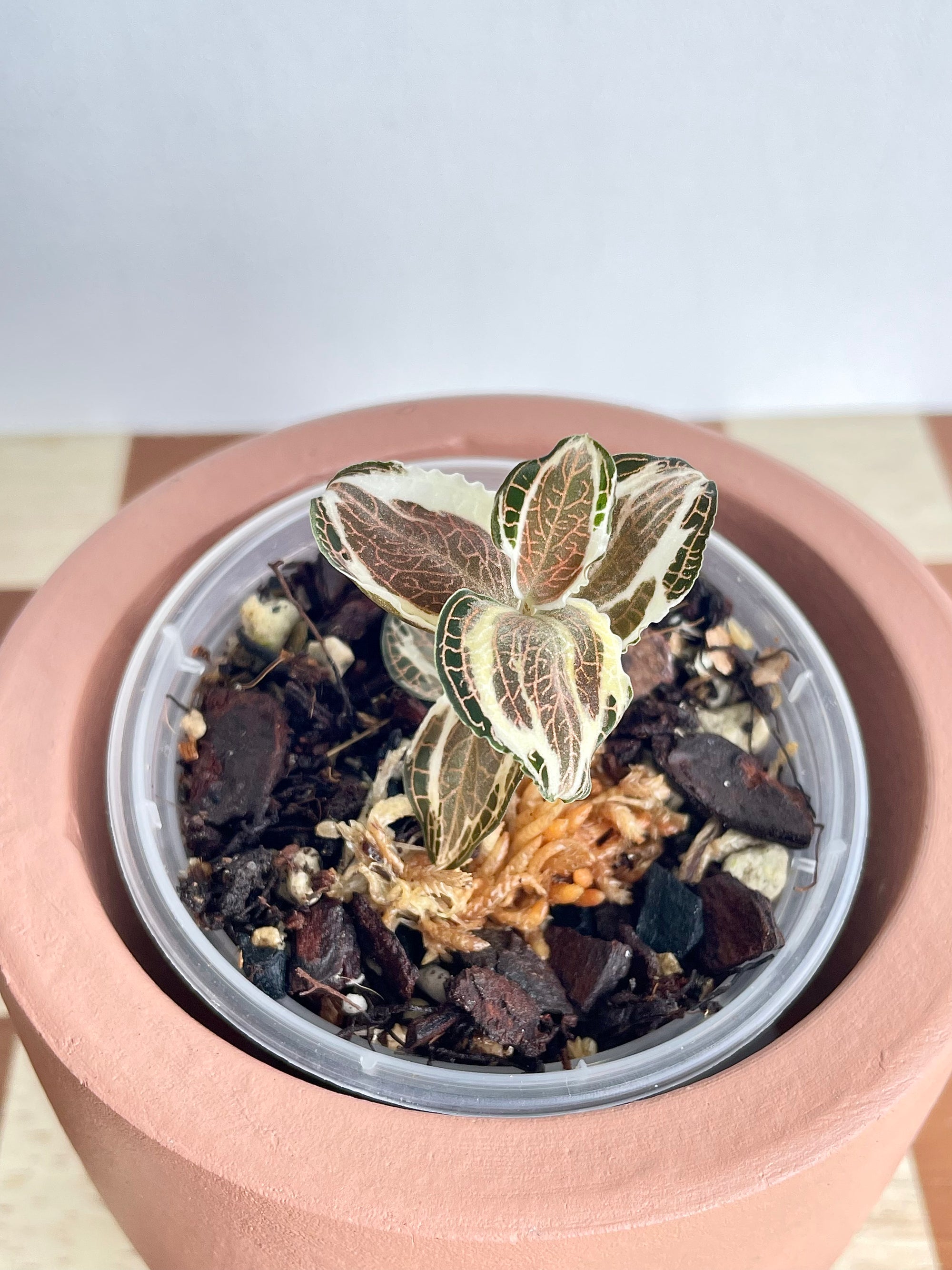 Anoectochilus Roxburghii Variegata