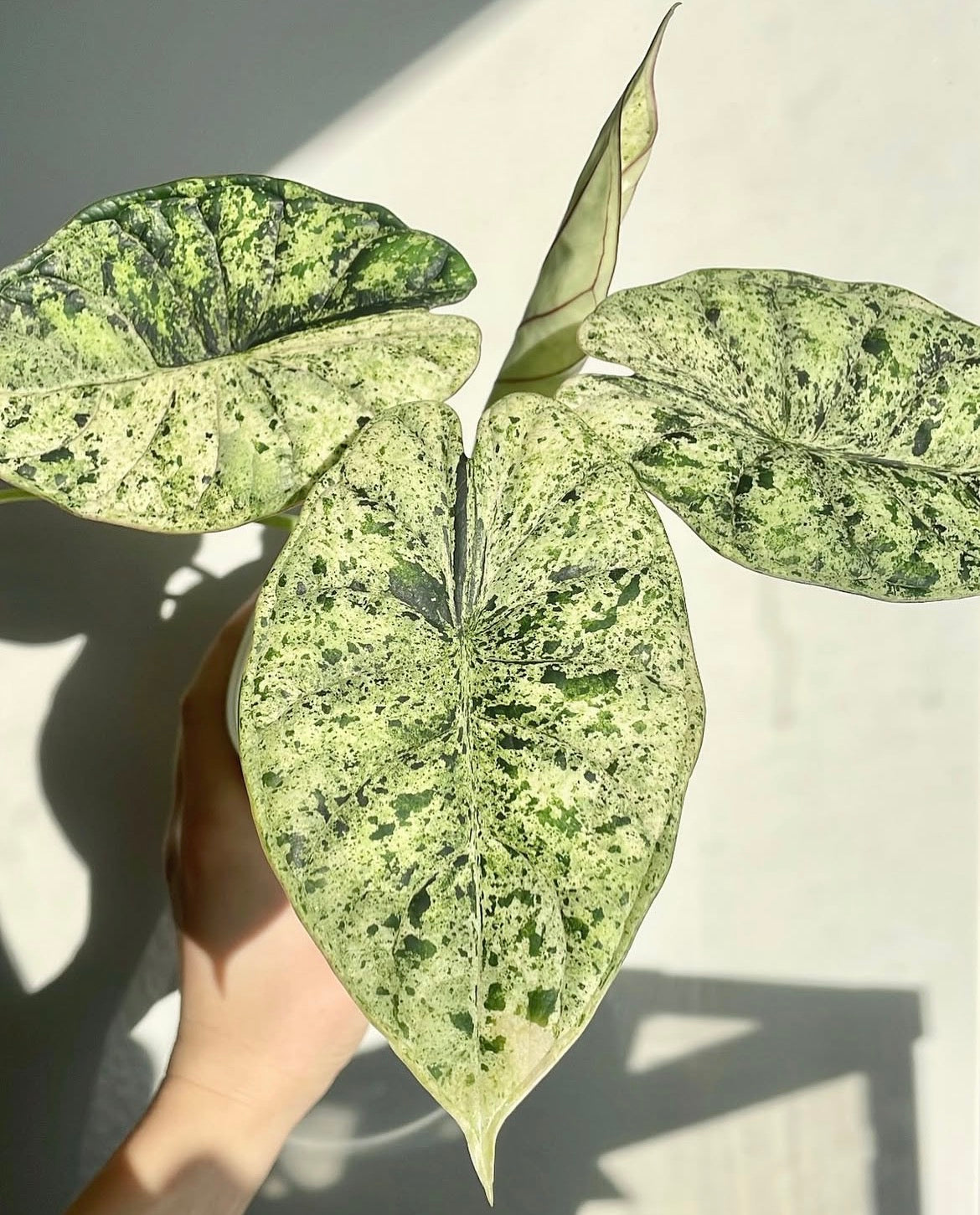 Alocasia Dragonscale Mint