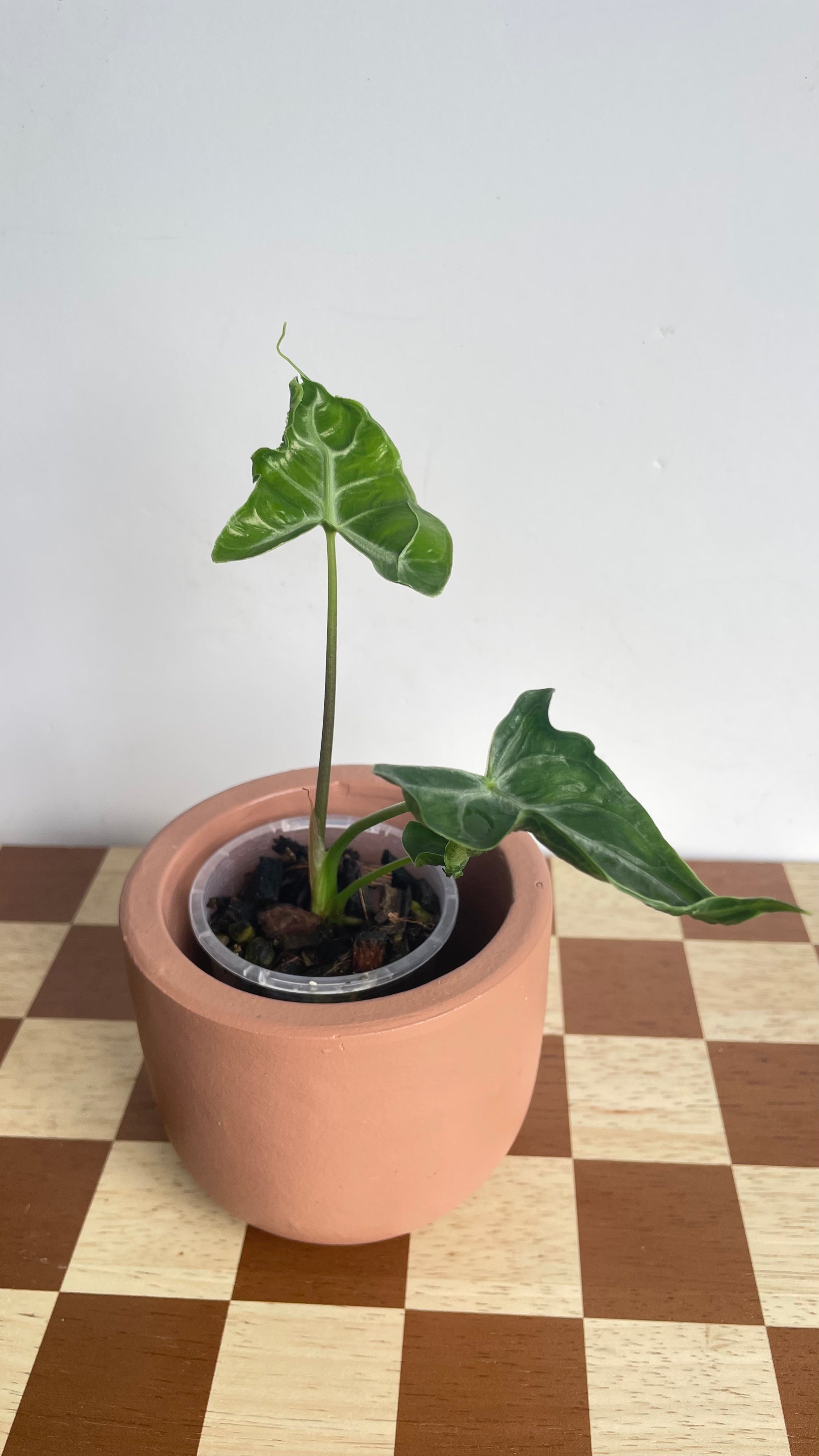 Alocasia Teletubbies
