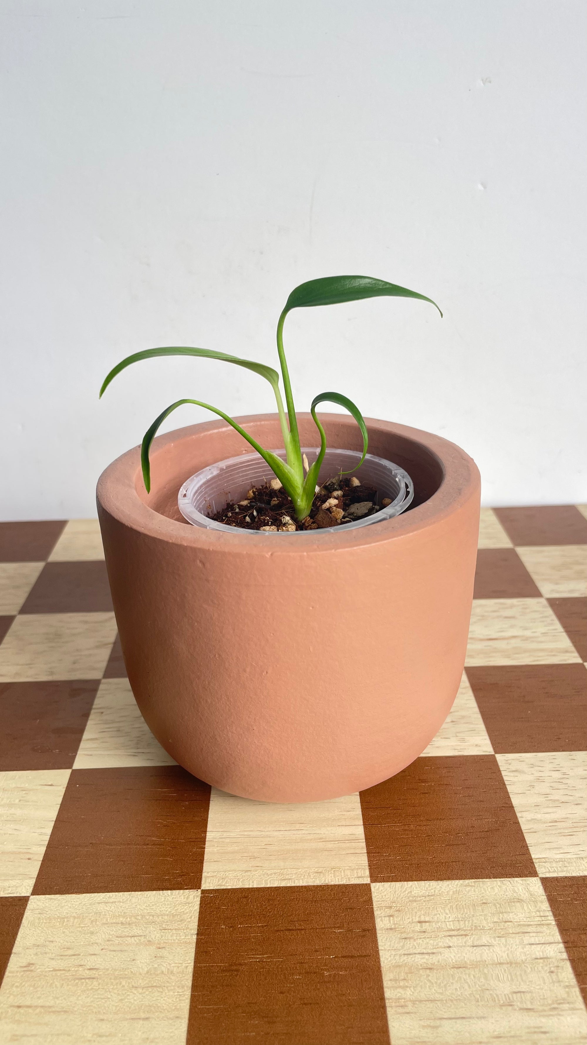 Monstera Burle Marx Flame