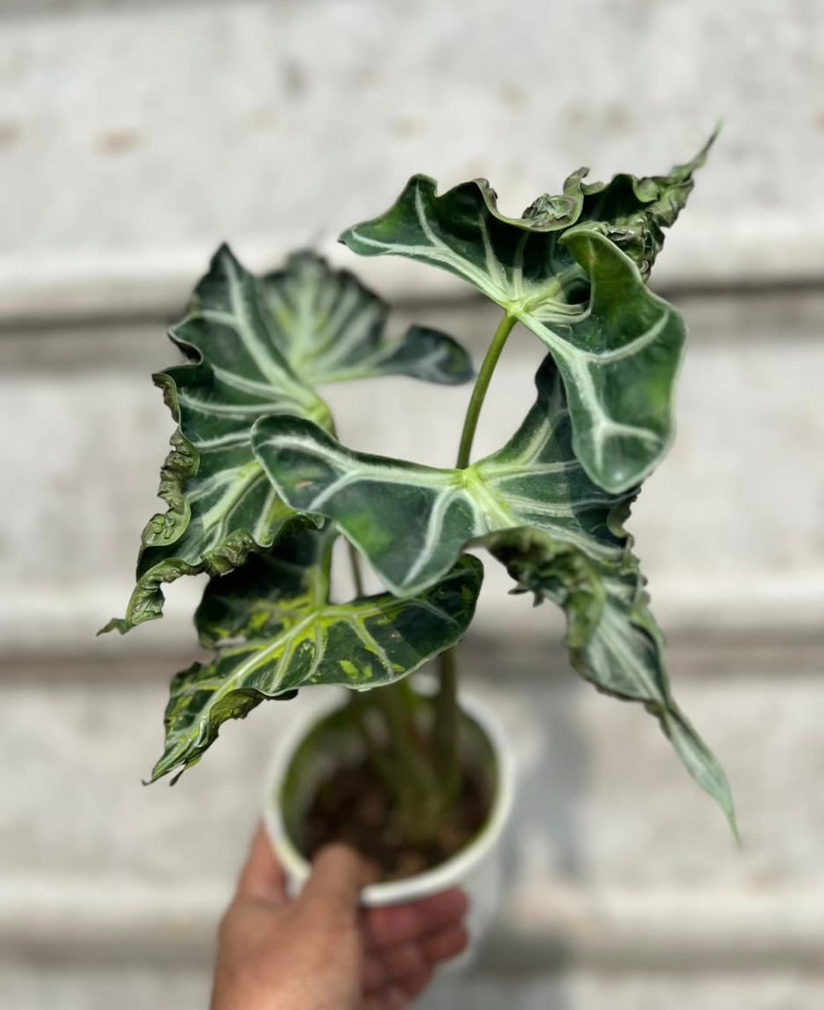 Alocasia Teletubbies