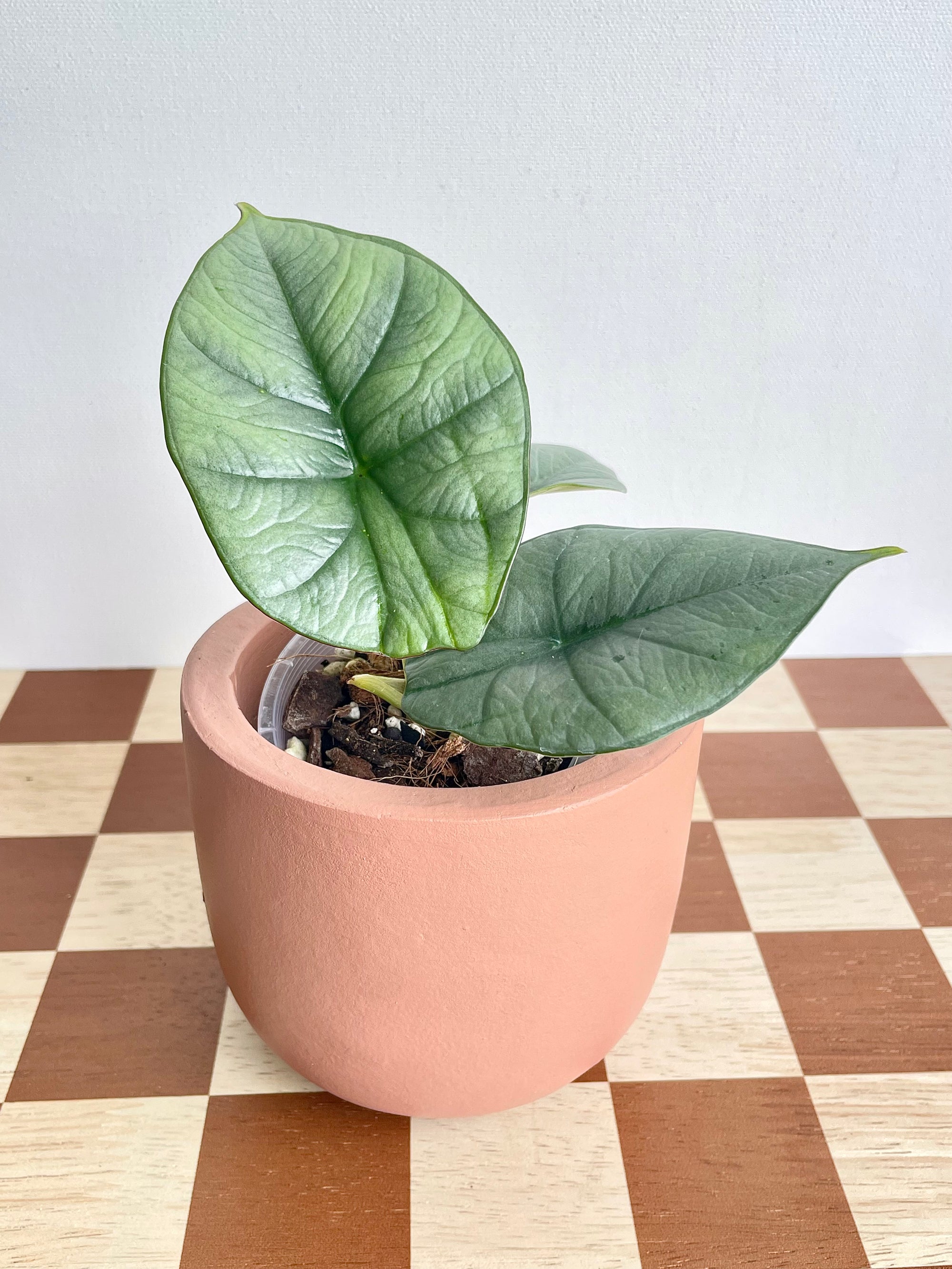 Alocasia Reginae