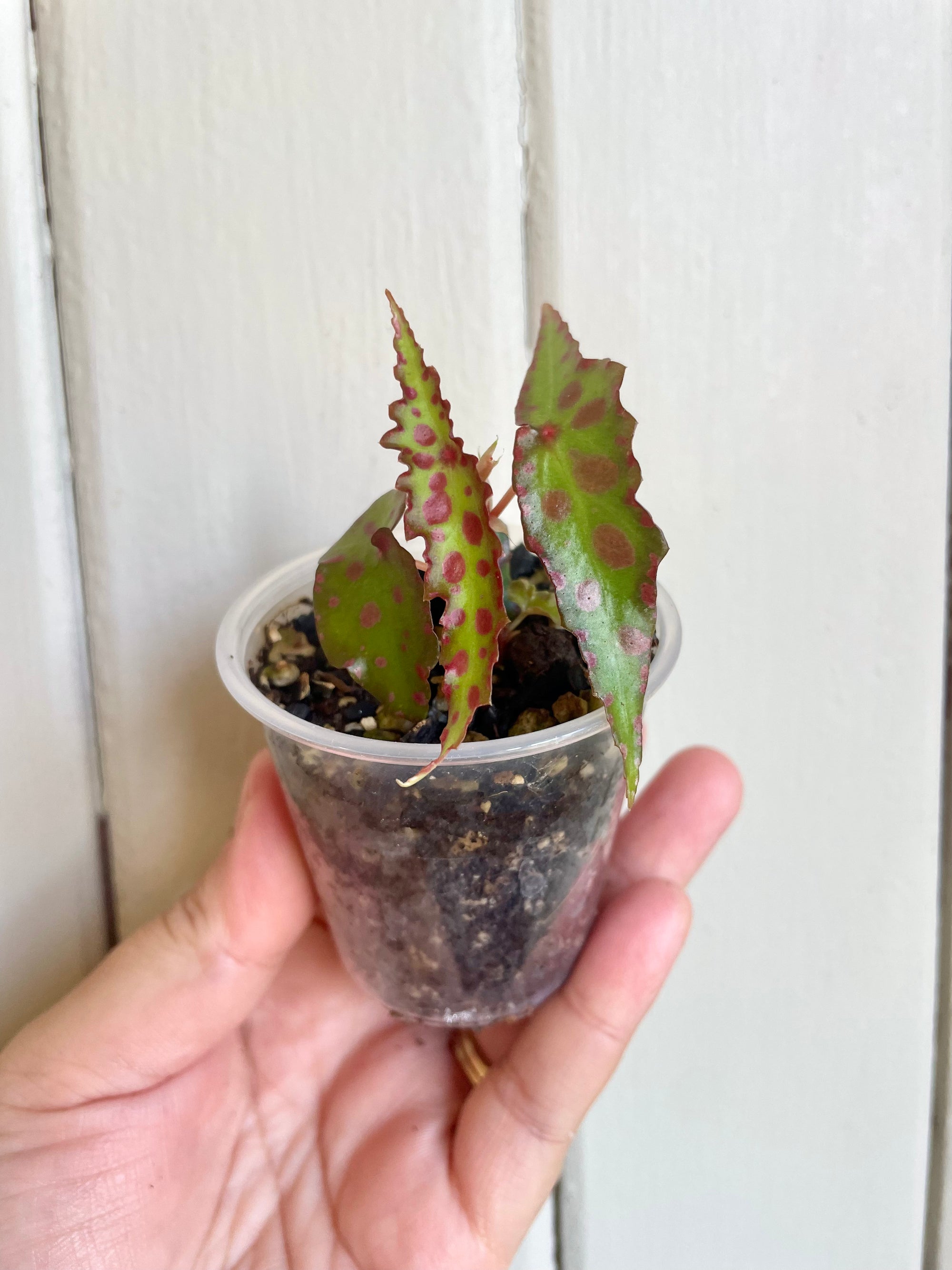 Begonia Amphioxus