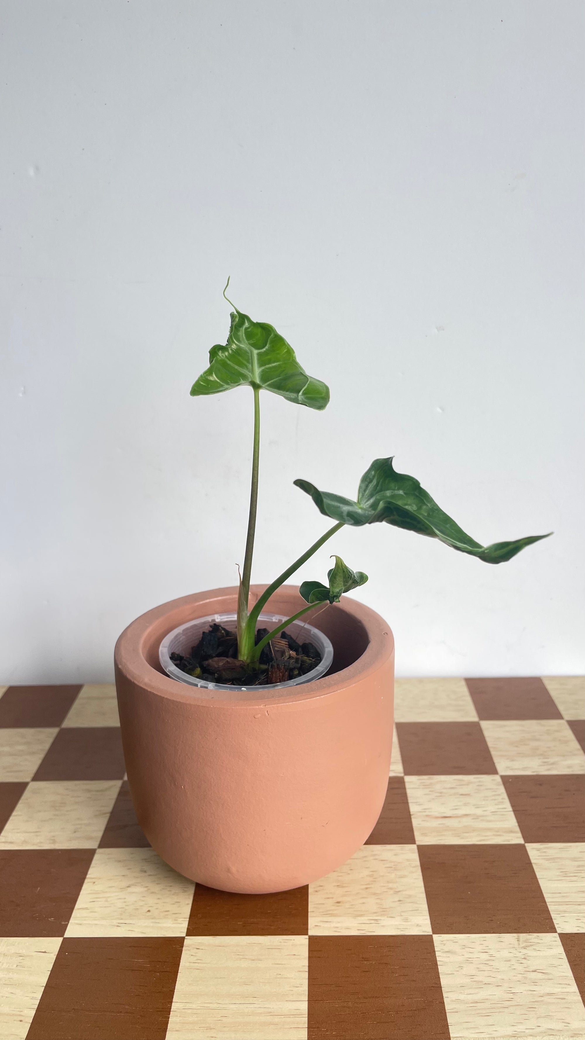 Alocasia Teletubbies