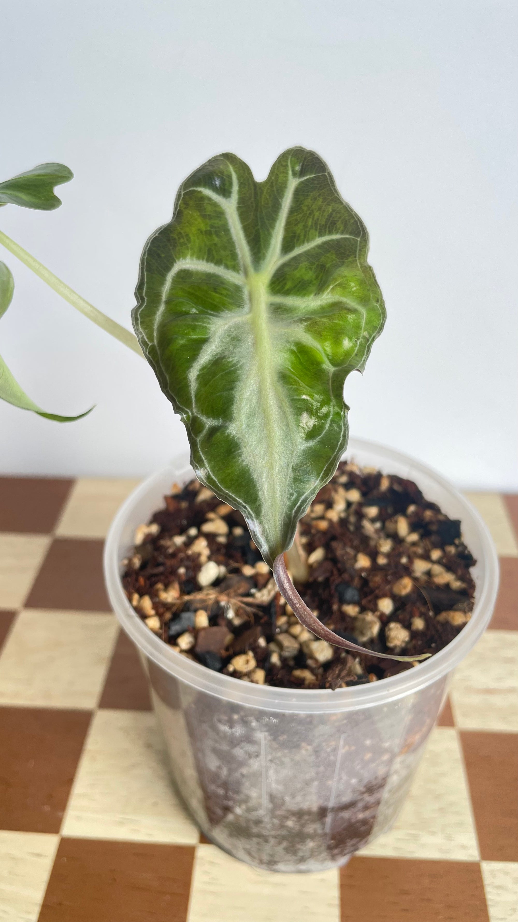 Alocasia Venom