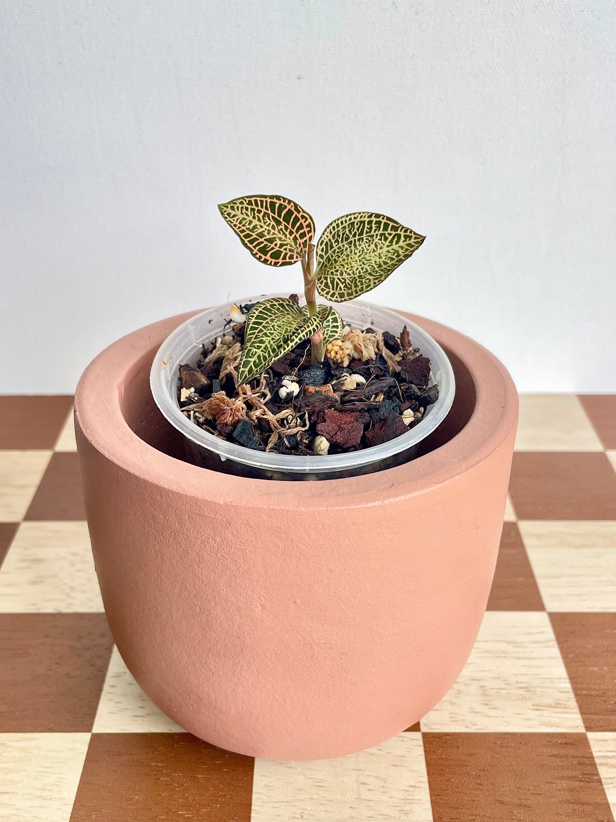 Anoectochilus Roxburghii ‘Gold Bar’