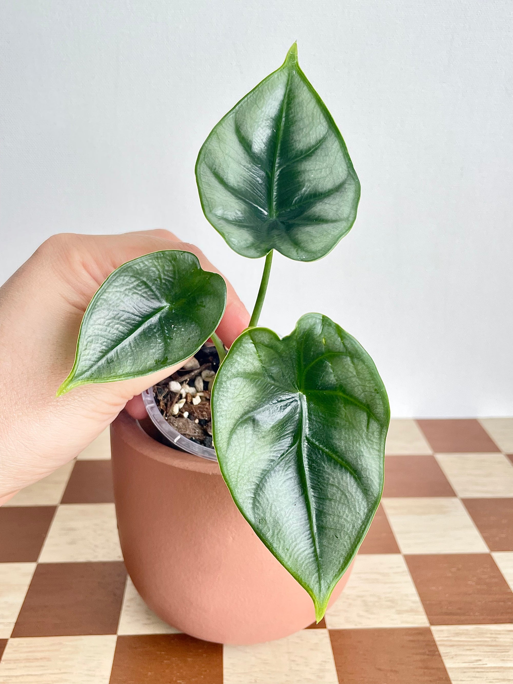 Alocasia Reversa