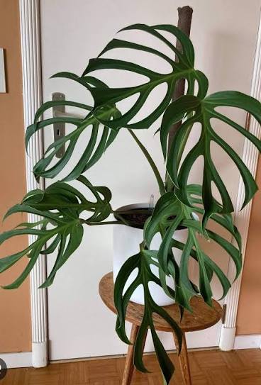 Monstera Burle Marx Flame