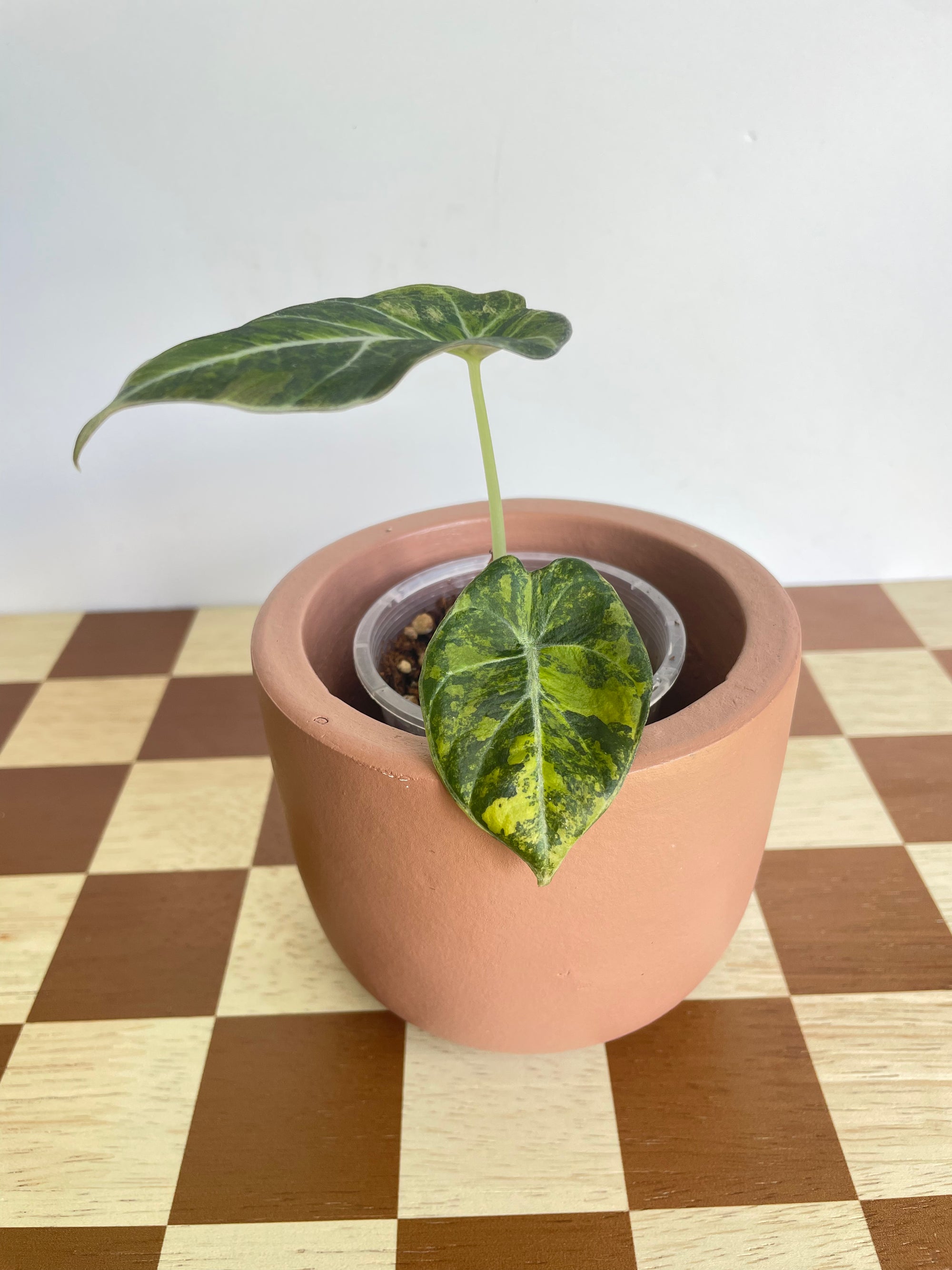 Alocasia Black Velvet Gold/Aurea Variegated- Plant A