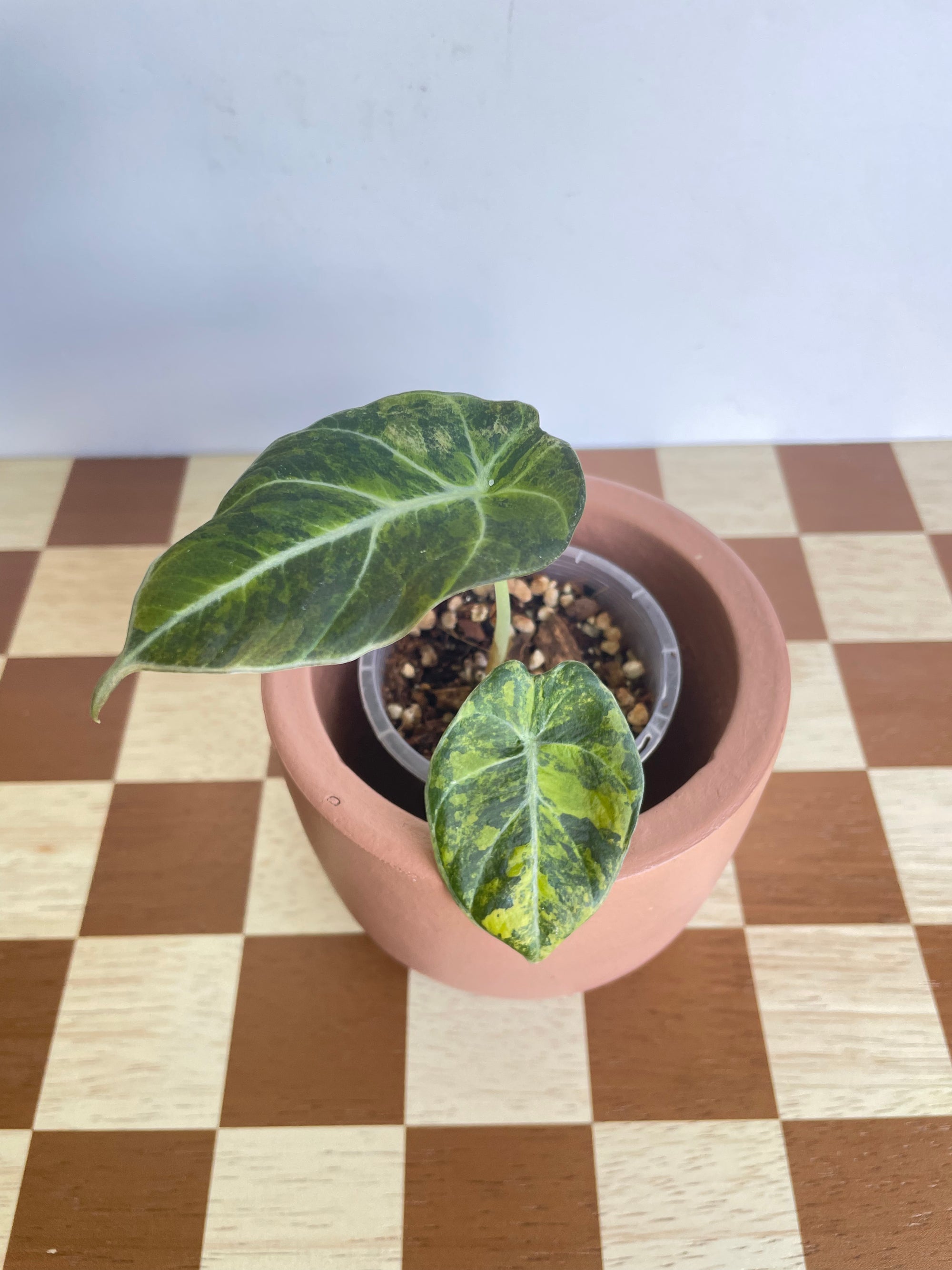 Alocasia Black Velvet Gold/Aurea Variegated- Plant A