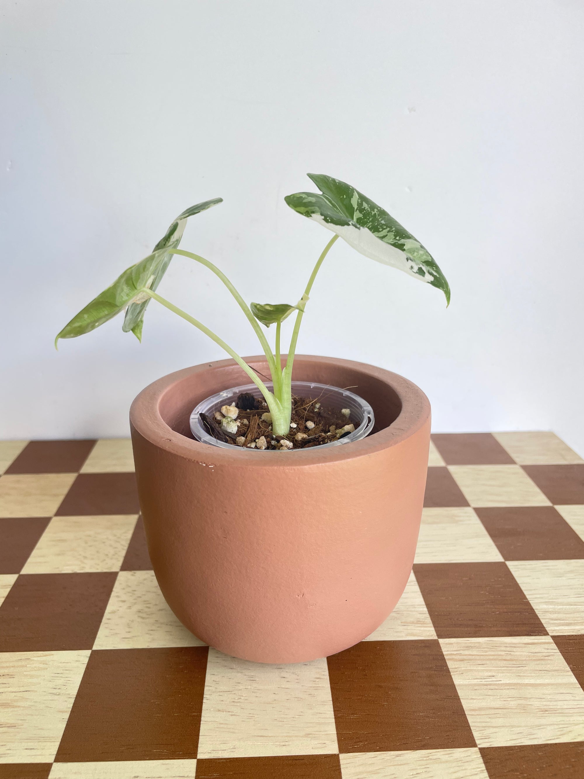 Alocasia Frydek Variegated