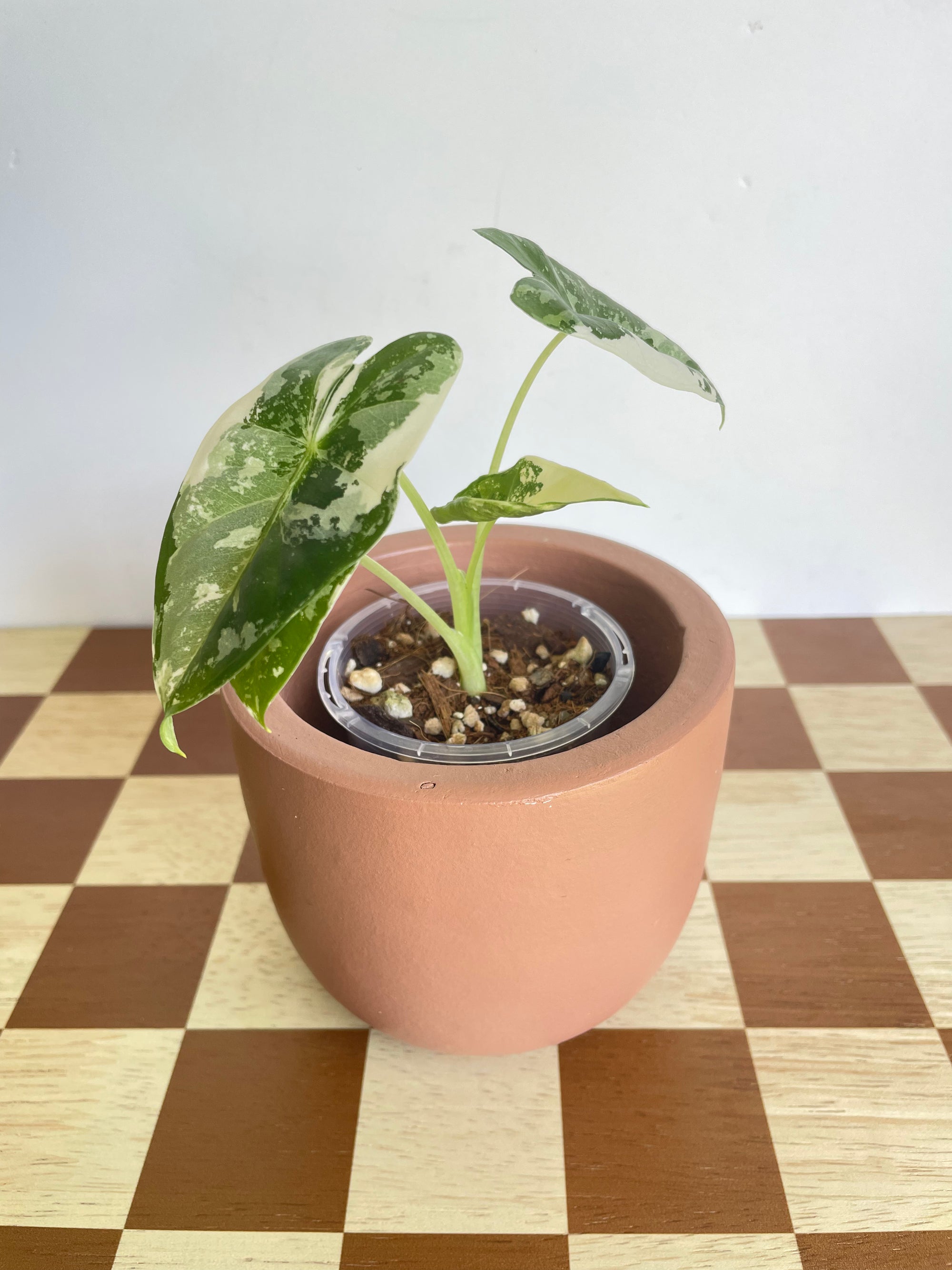 Alocasia Frydek Variegated