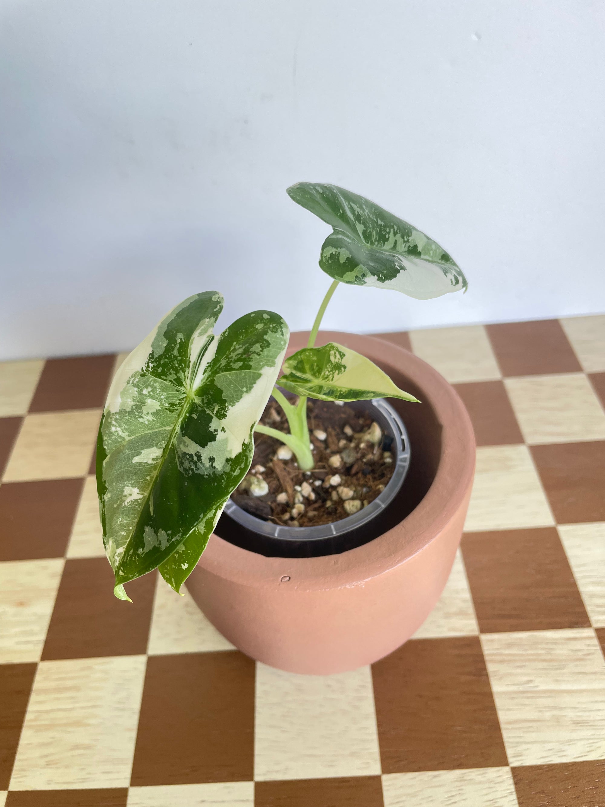 Alocasia Frydek Variegated