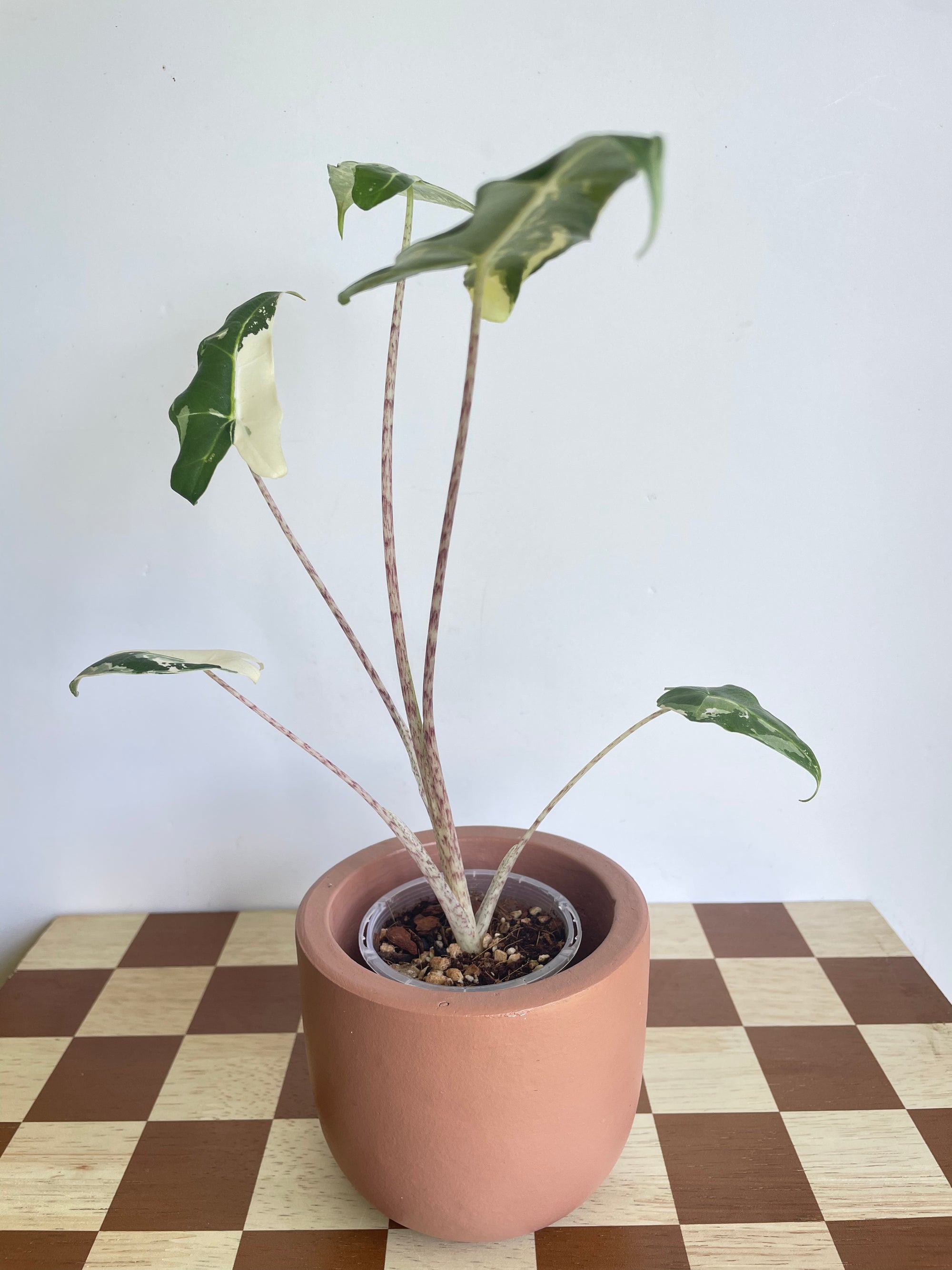 Alocasia Sarian Albo Variegated- Plant A