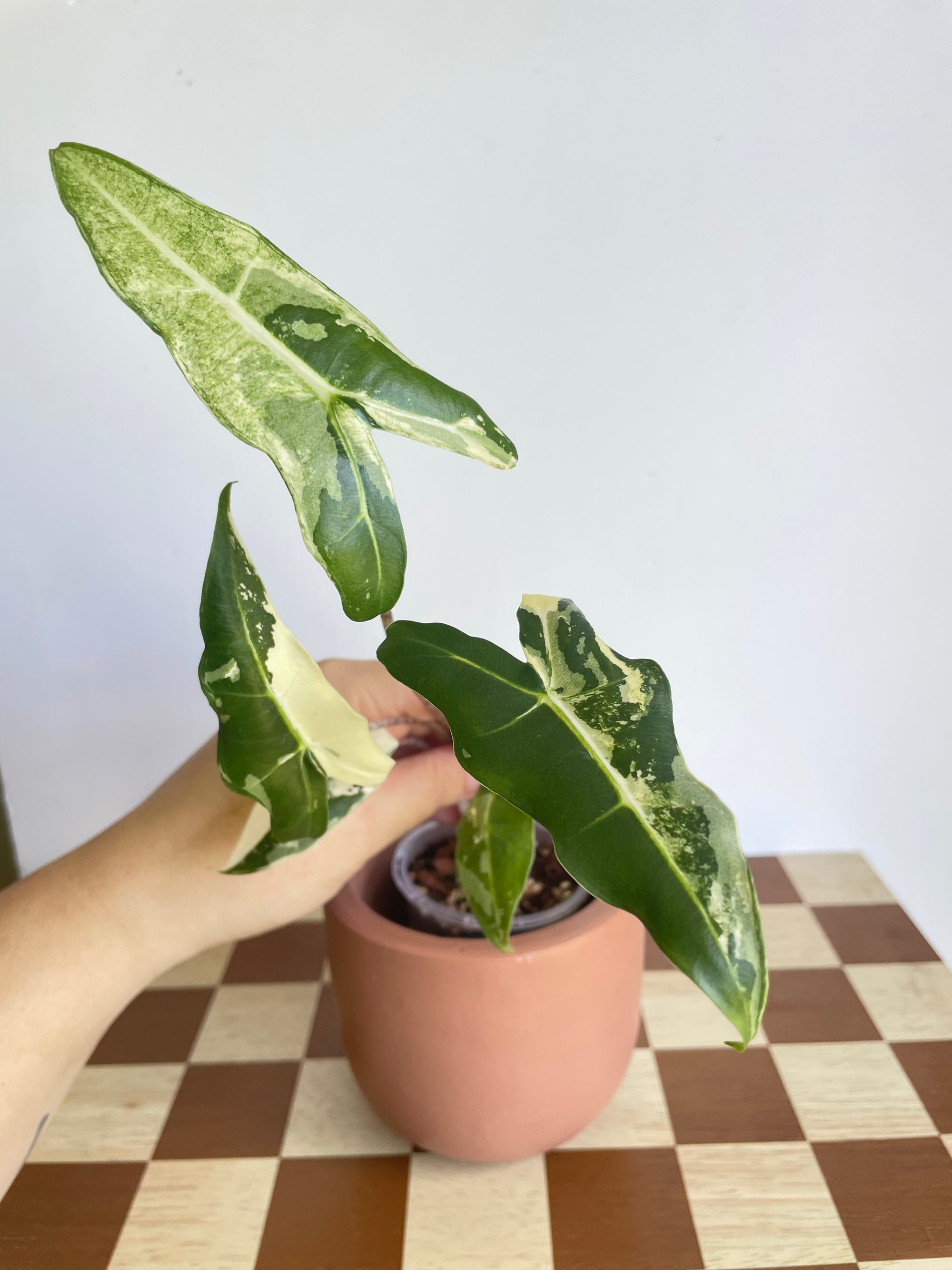 Alocasia Sarian Albo Variegated- Plant A
